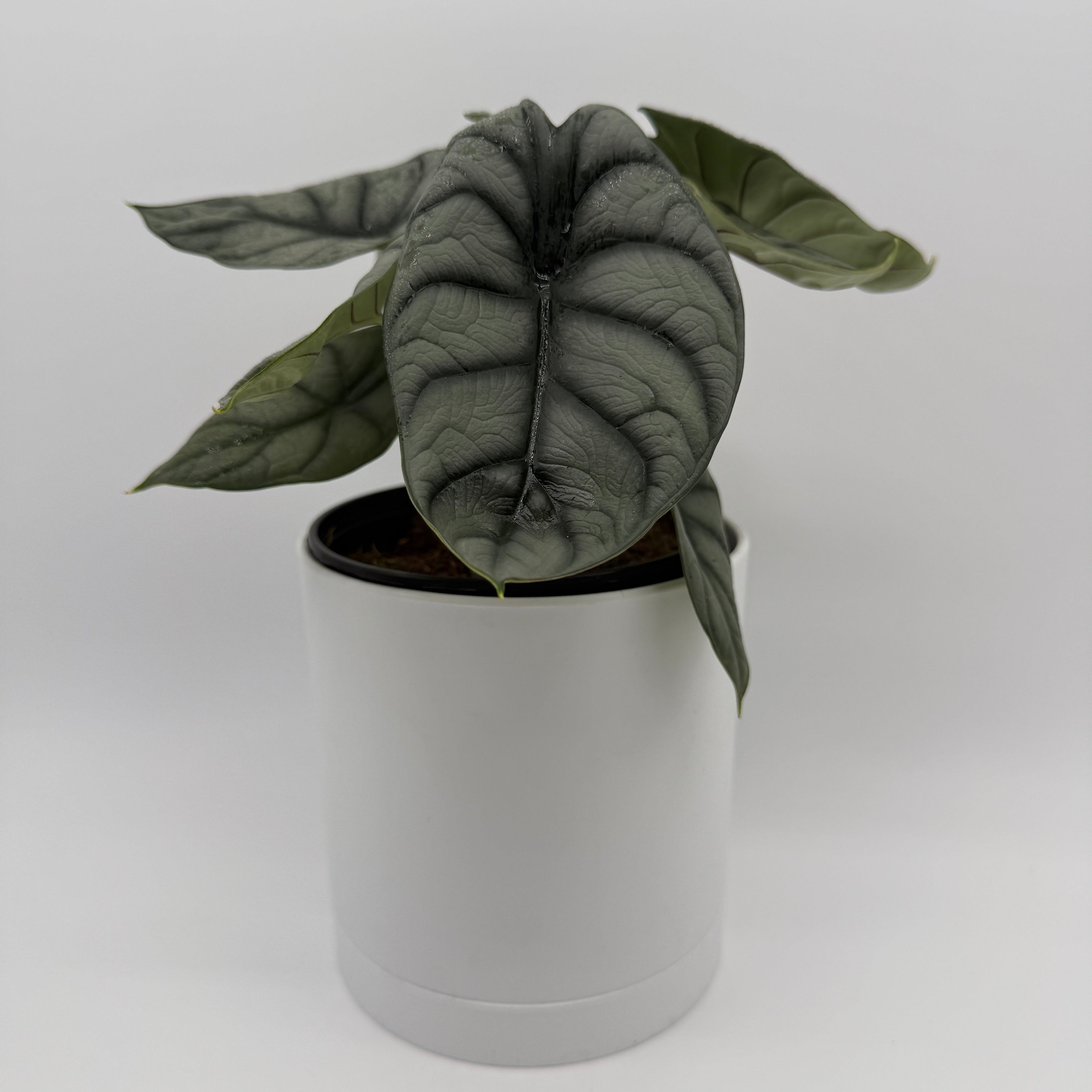 Alocasia Silver Dragon
