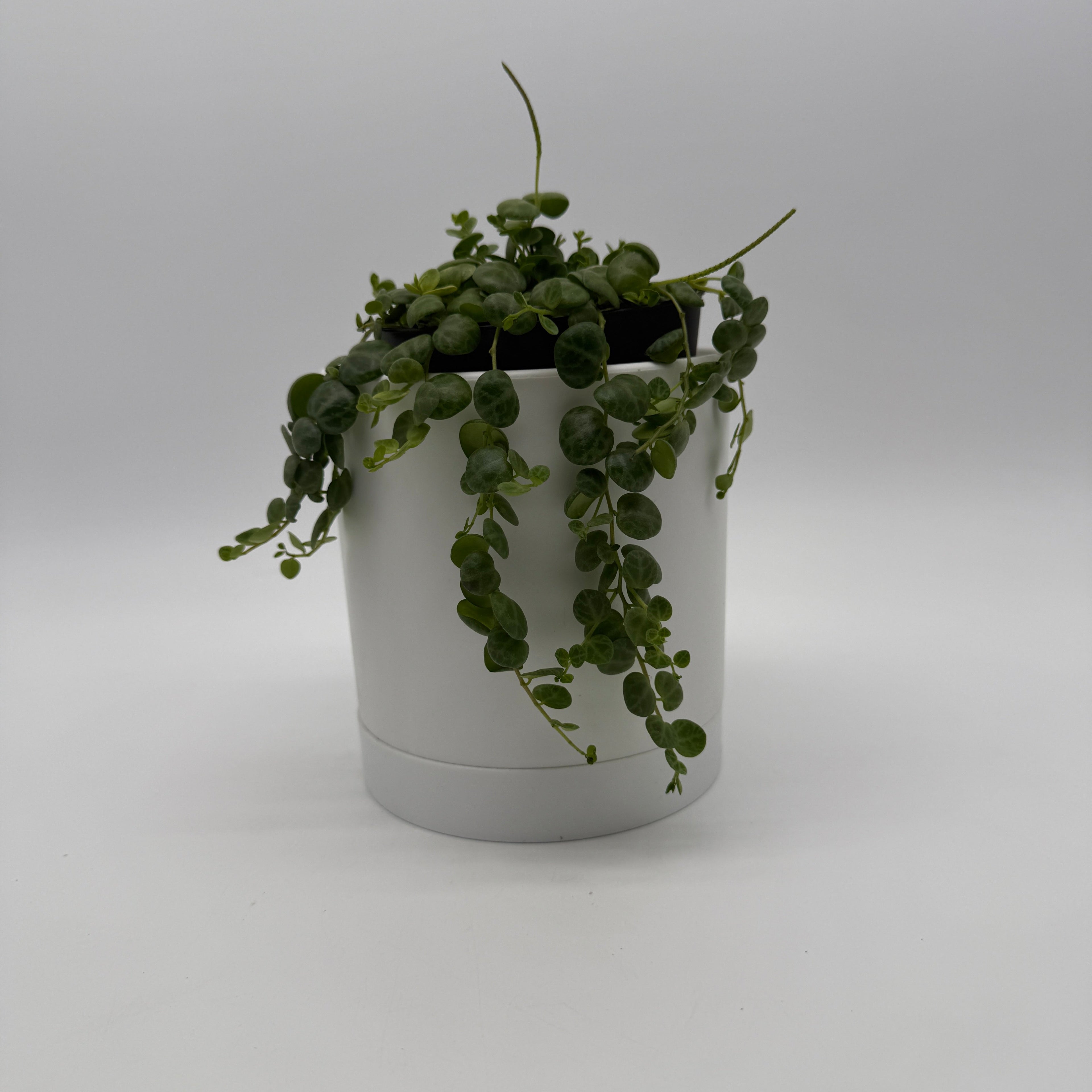 String of Turtles (Peperomia Prostrata)