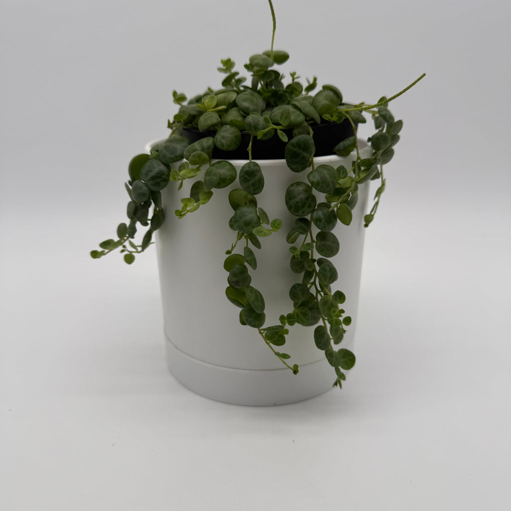 String of Turtles (Peperomia Prostrata)