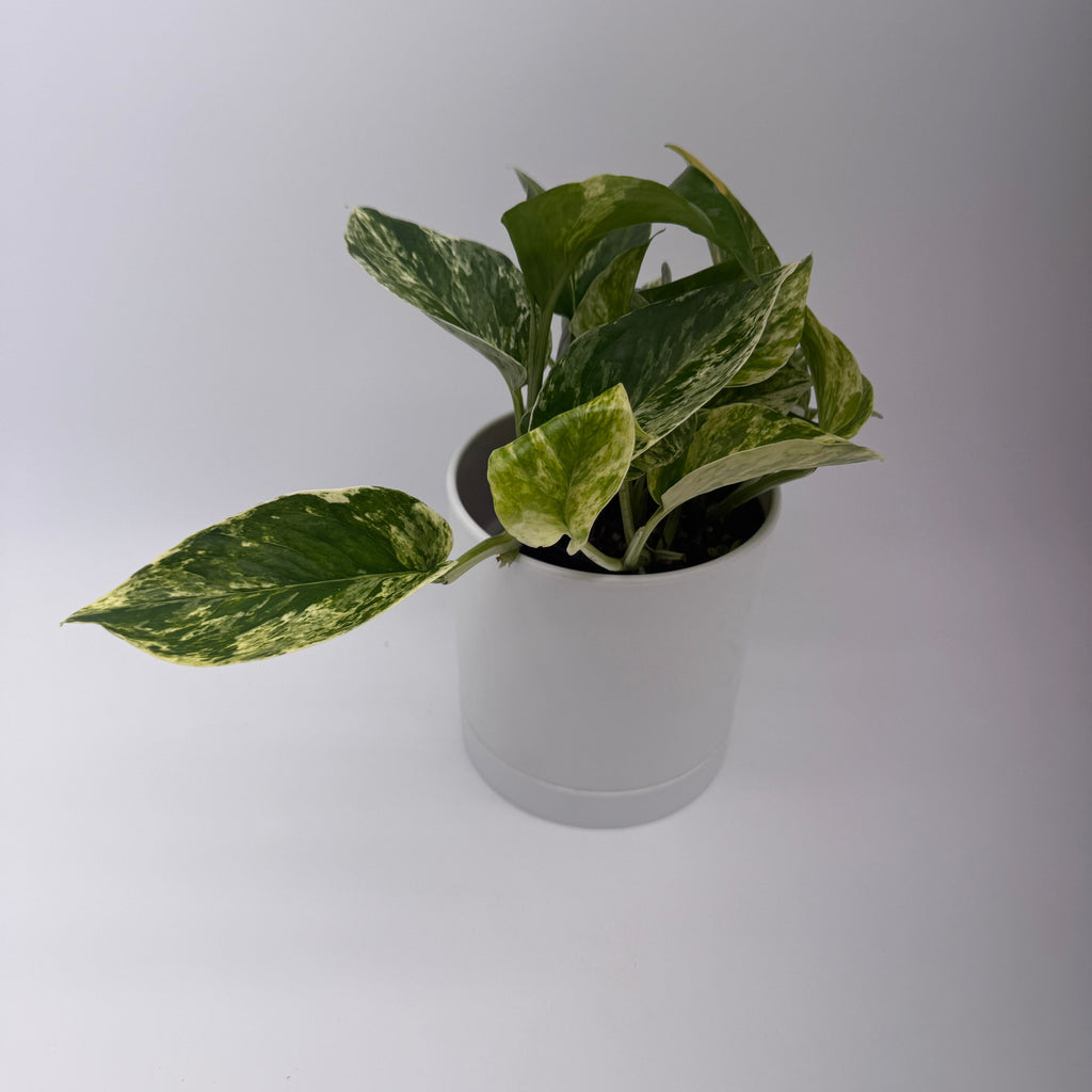 Pothos Marble Queen