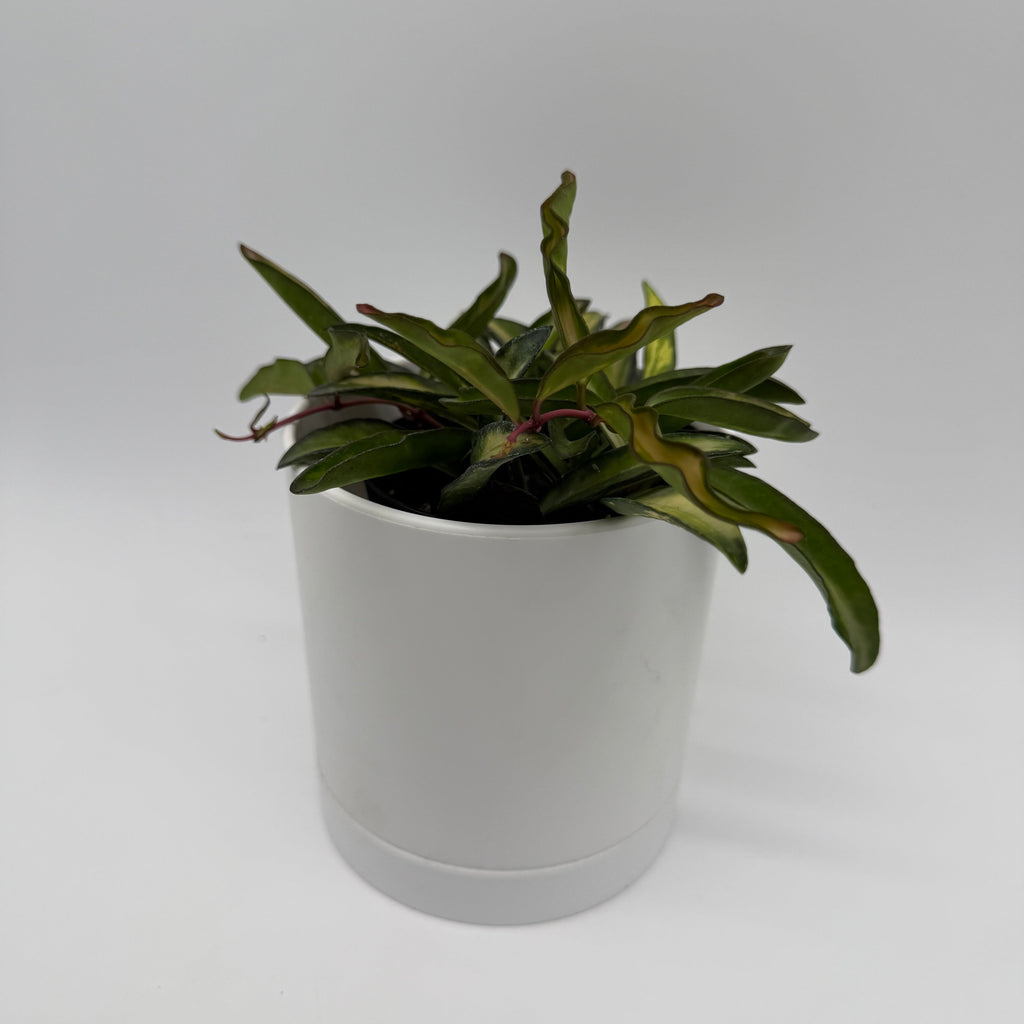 Tricolor Hoya Wayetii