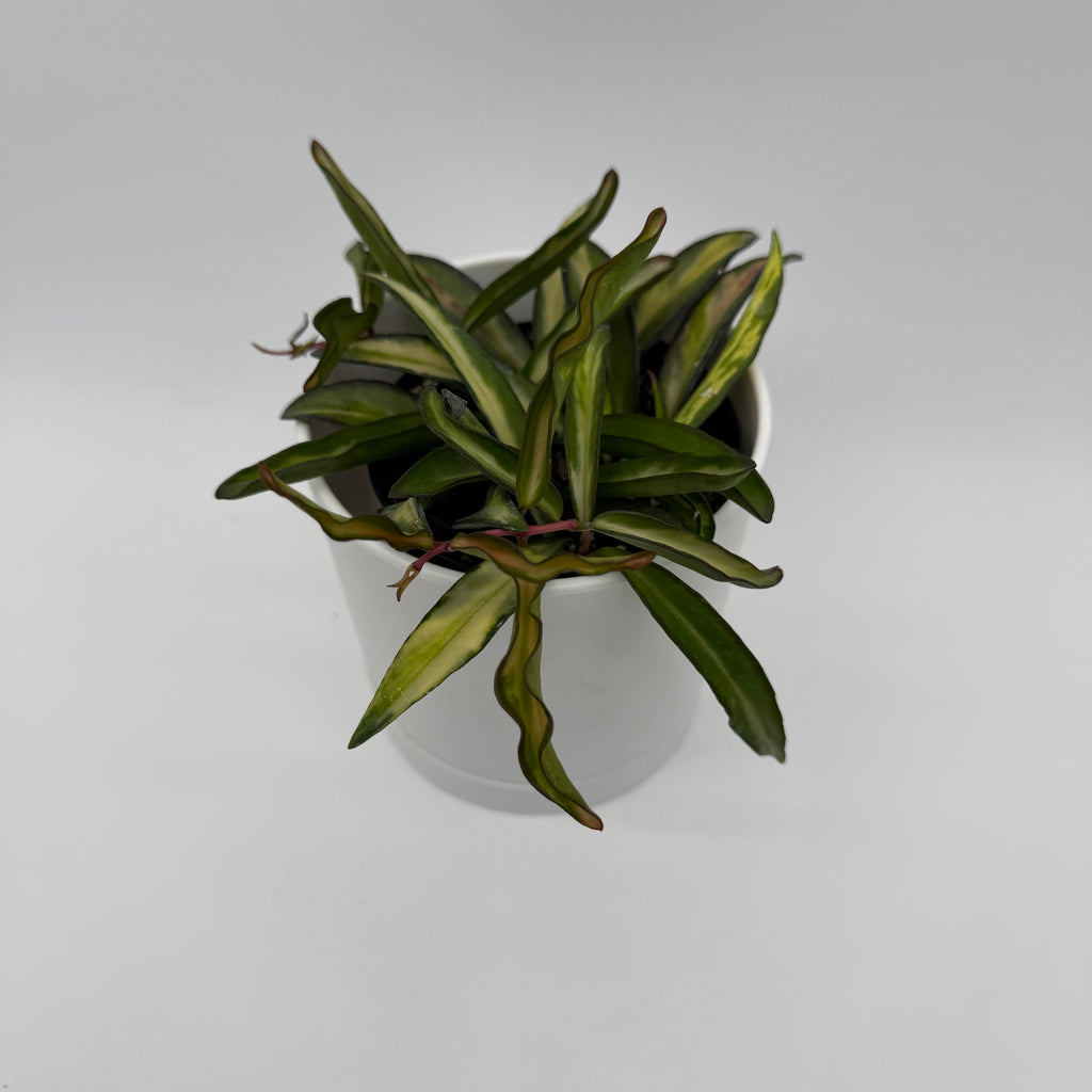 Tricolor Hoya Wayetii