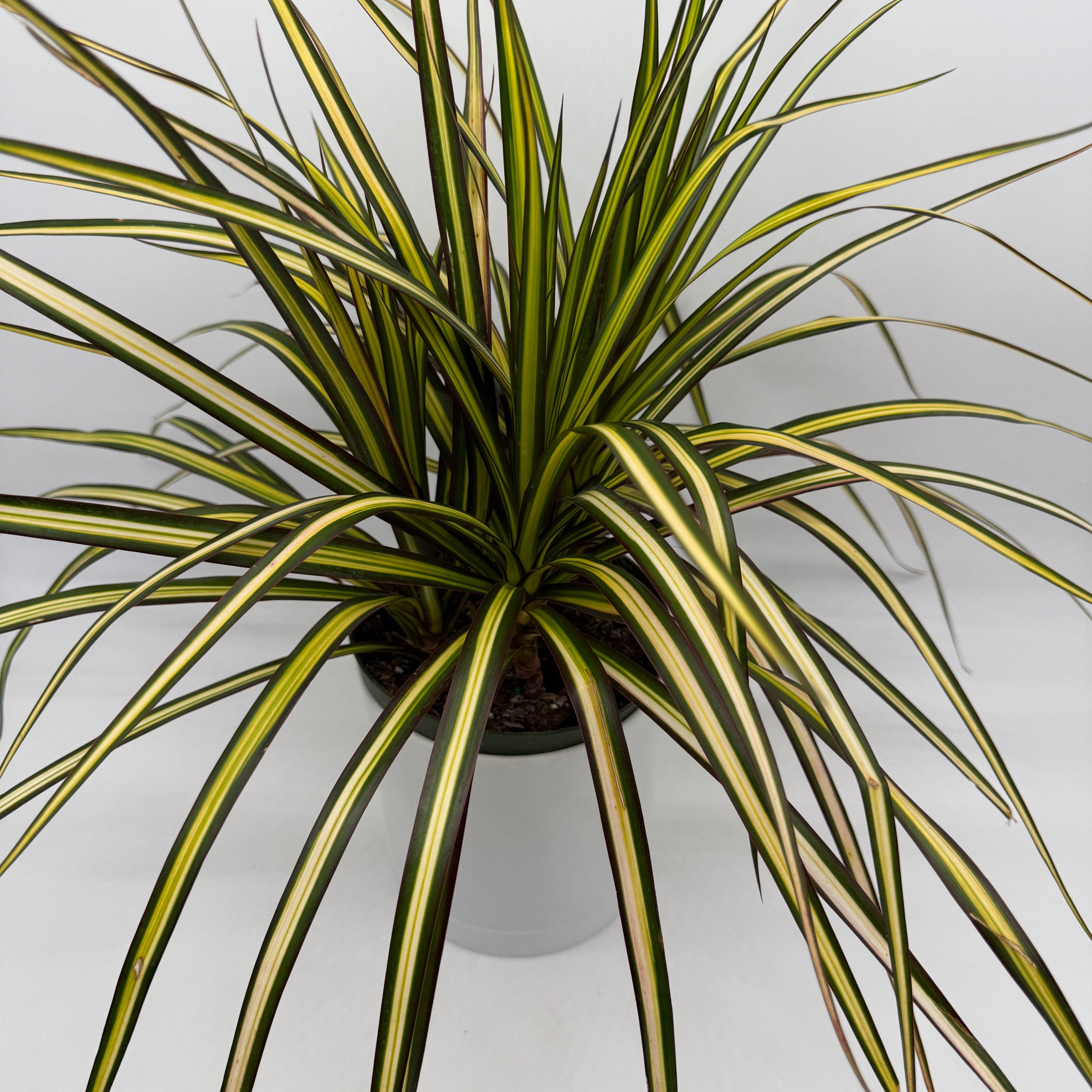 Dracaena Ray Of Sunshine