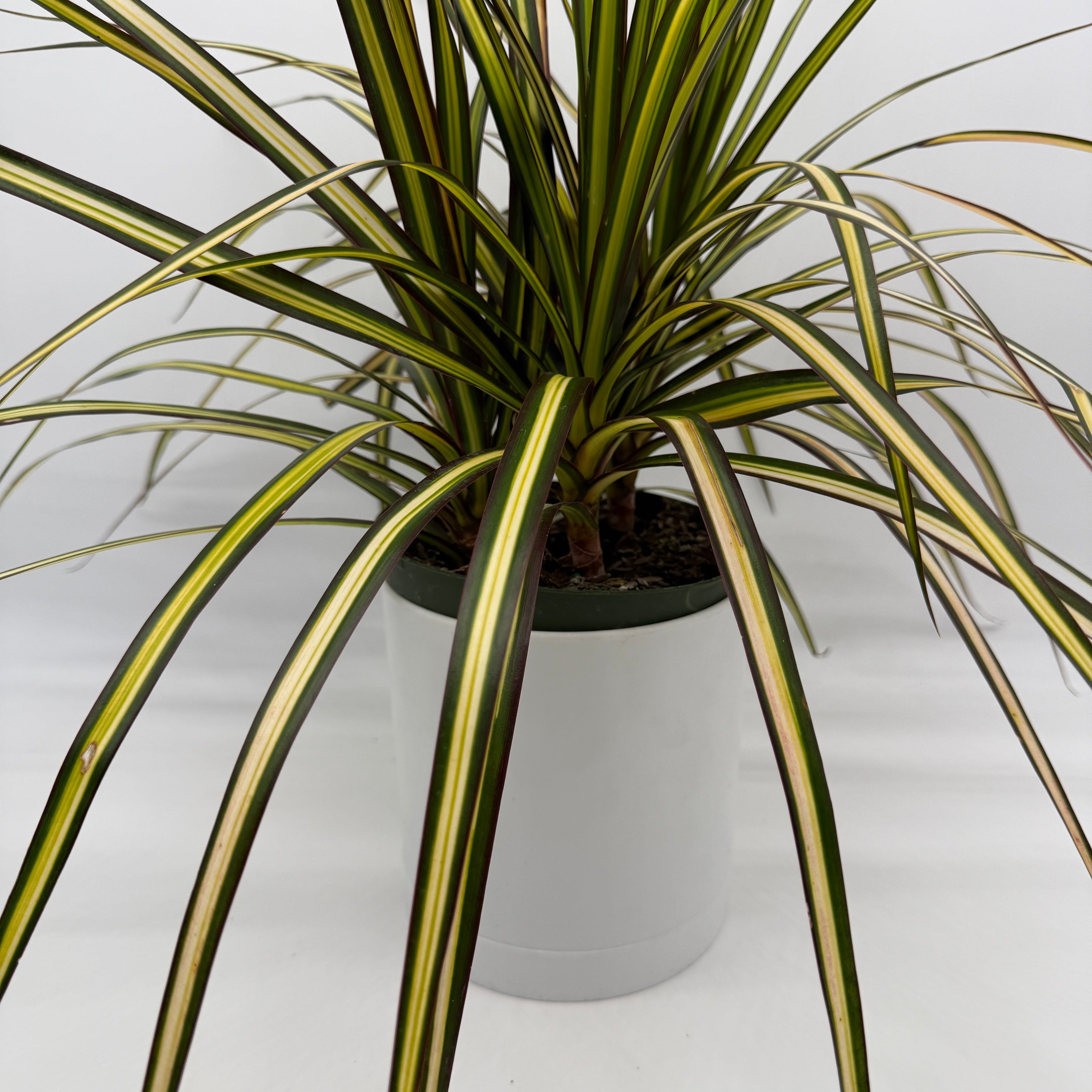 Dracaena Ray Of Sunshine