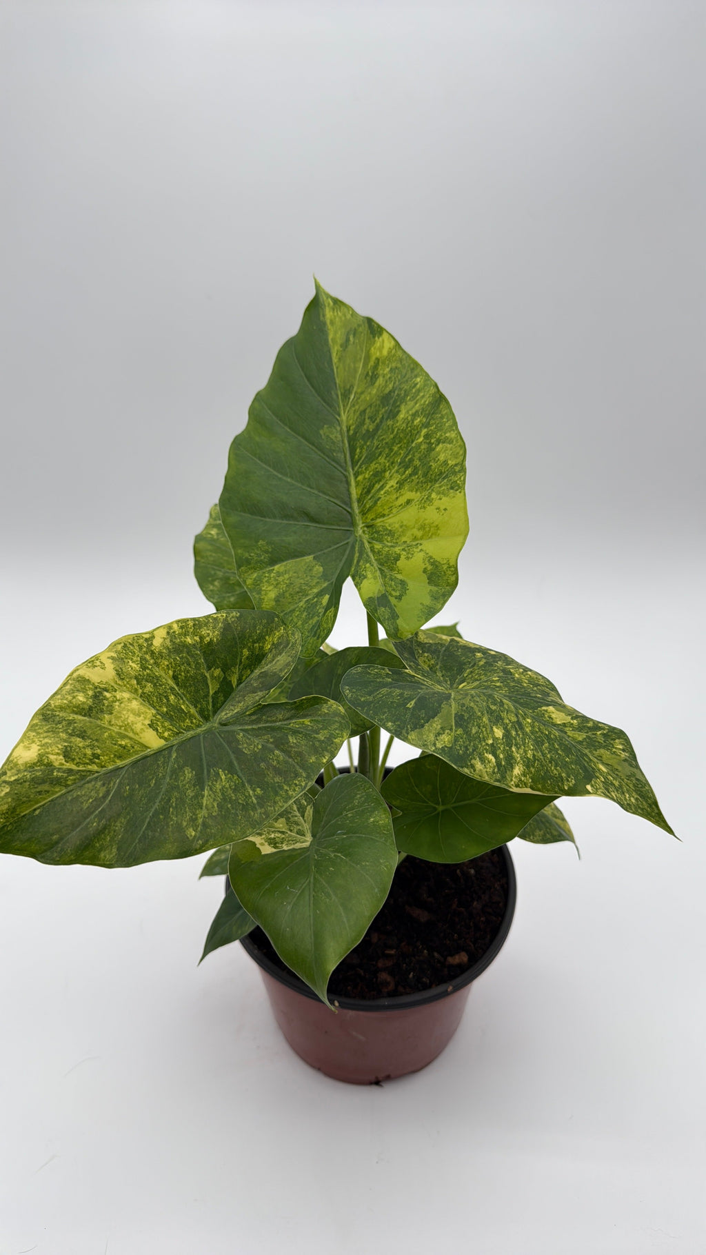 Variegated Alocasia Macrorrhiza Aurea