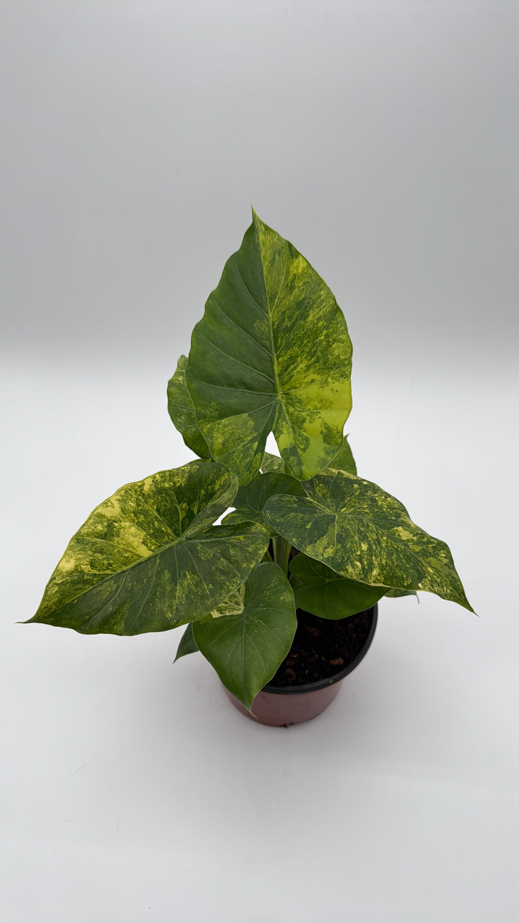 Variegated Alocasia Macrorrhiza Aurea