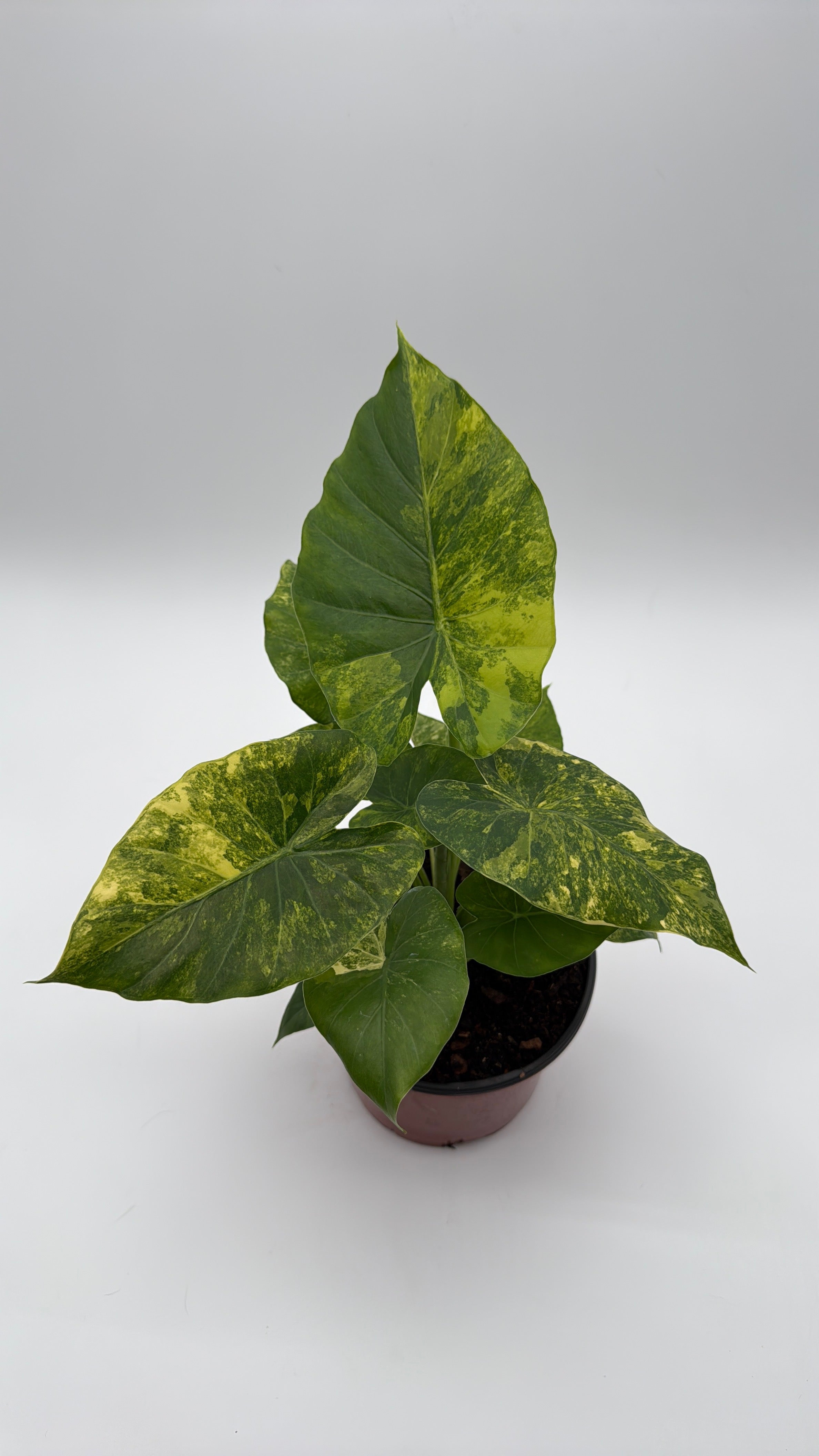 Variegated Alocasia Macrorrhiza Aurea