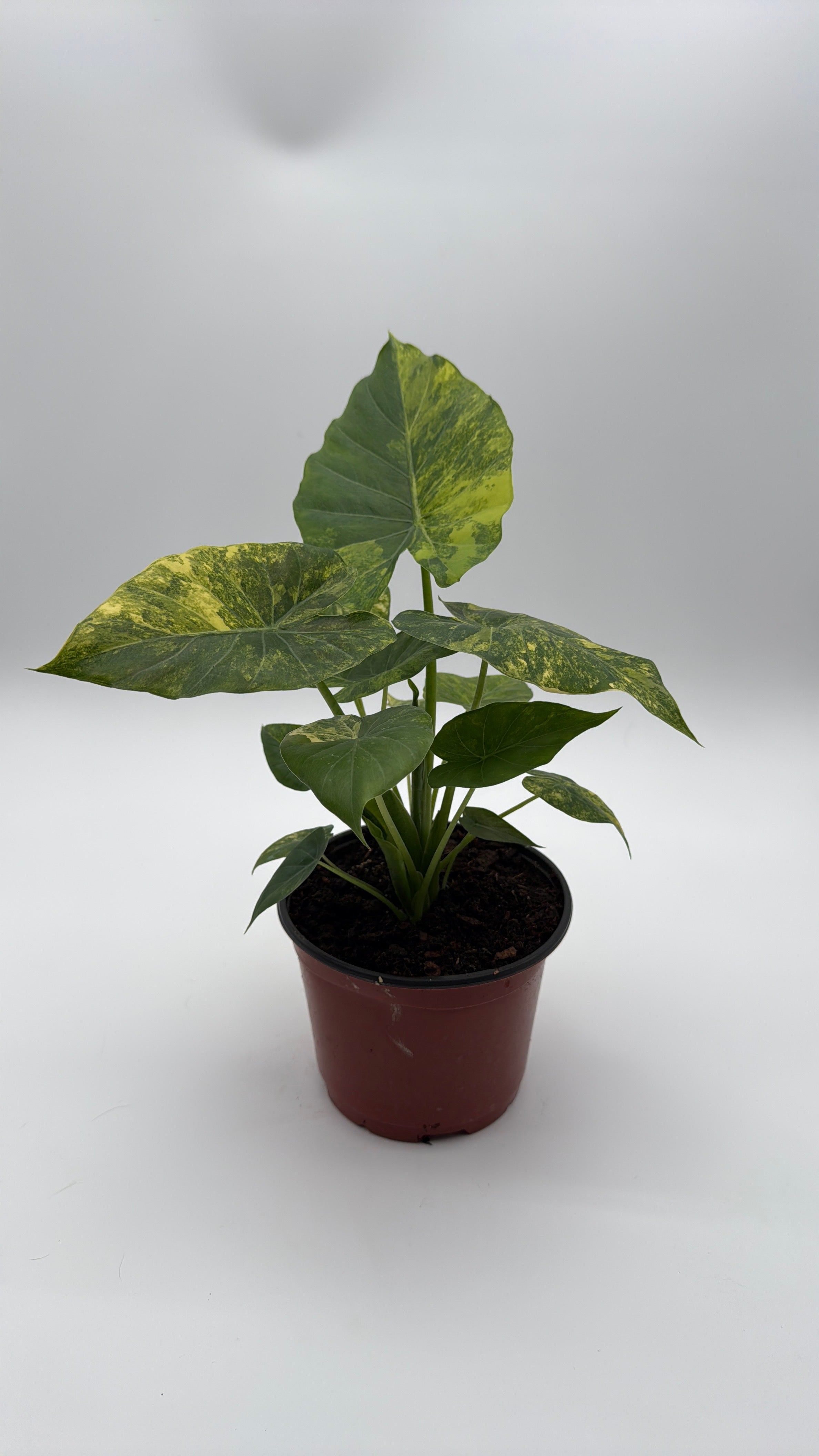 Variegated Alocasia Macrorrhiza Aurea