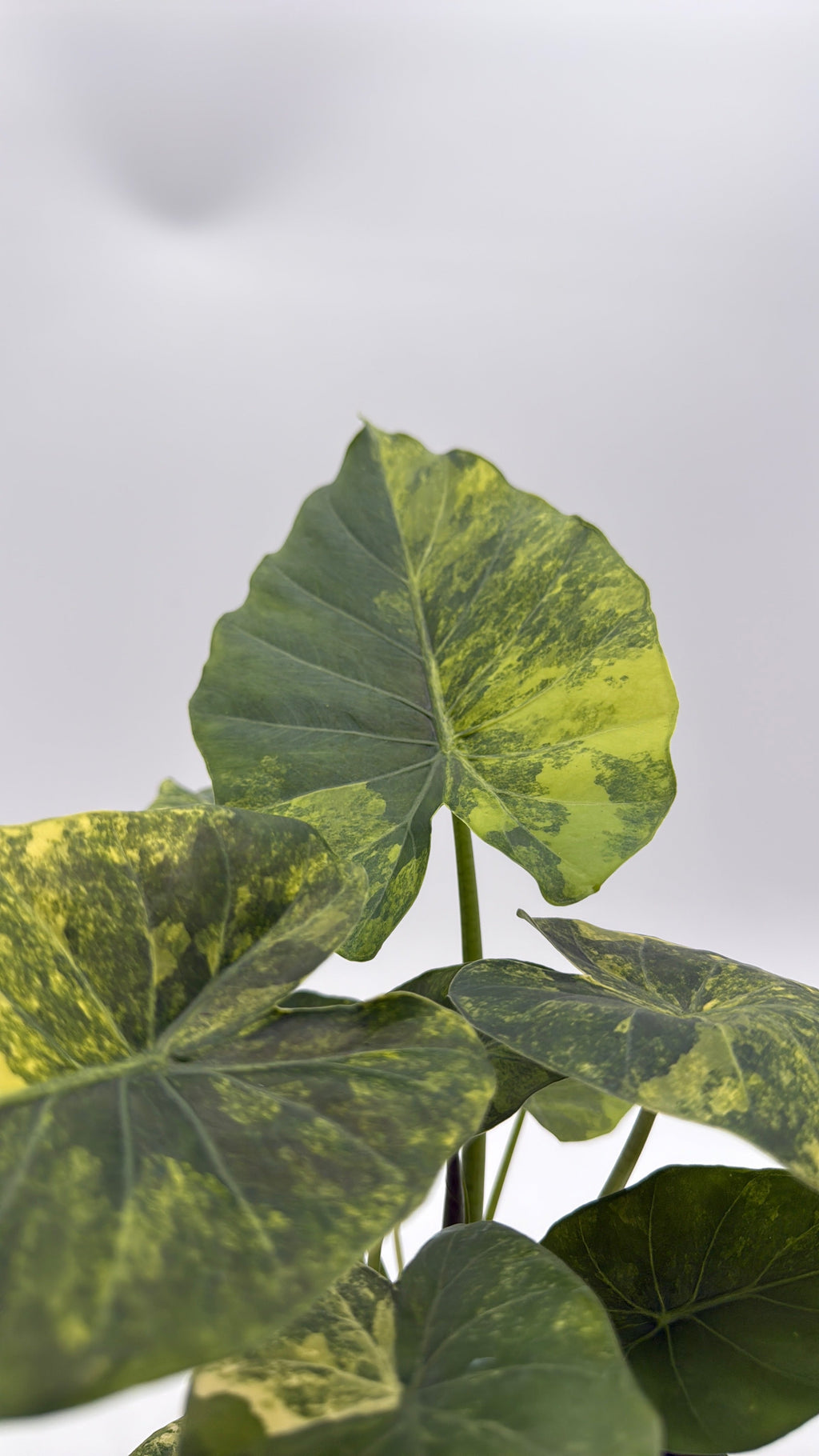 Variegated Alocasia Macrorrhiza Aurea