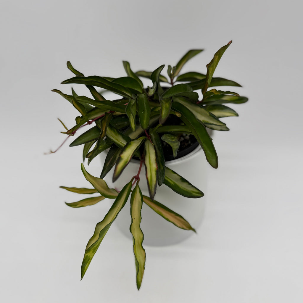 Hoya Mystery Bundle Box - 3 Hoya Plants