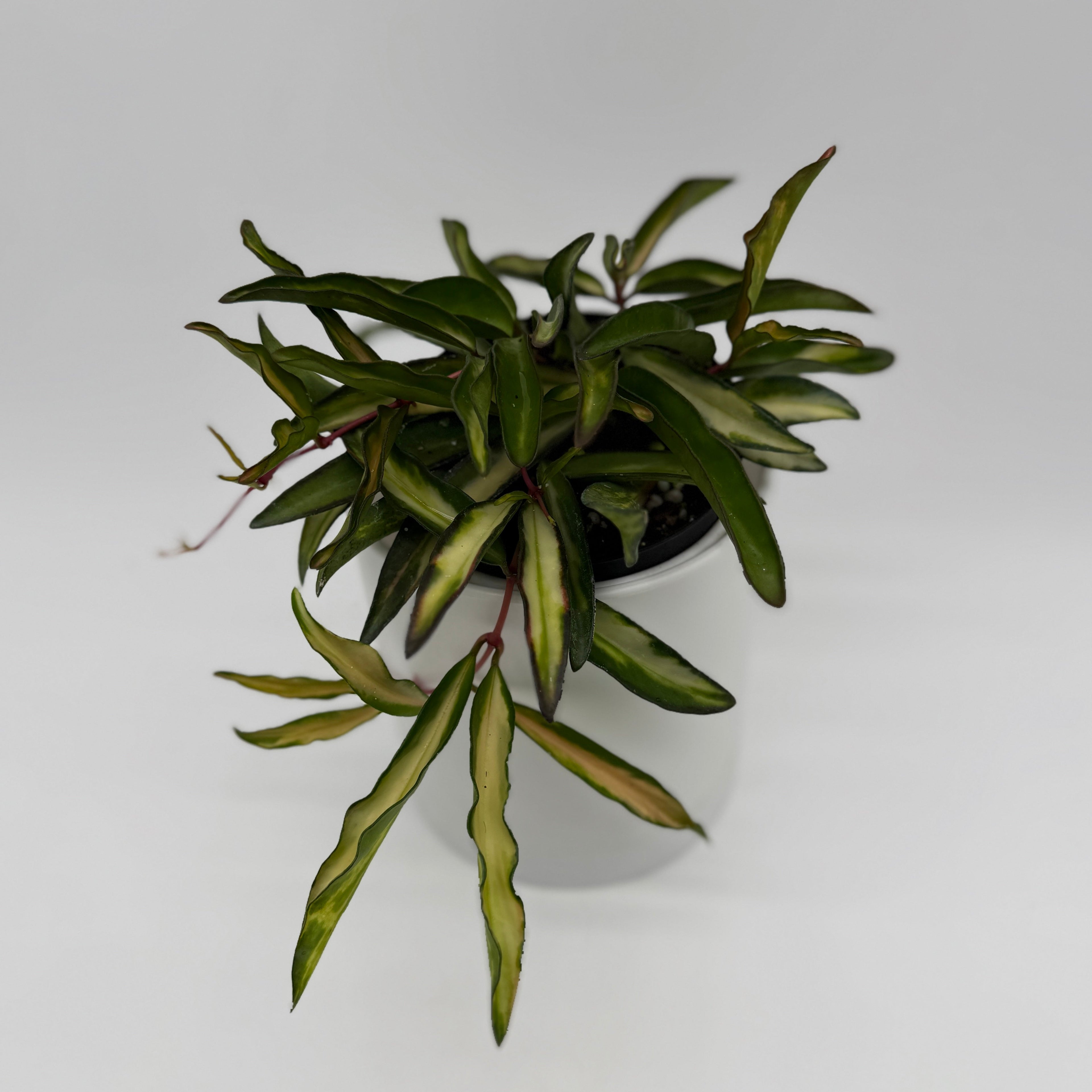 Hoya Mystery Bundle Box - 3 Hoya Plants