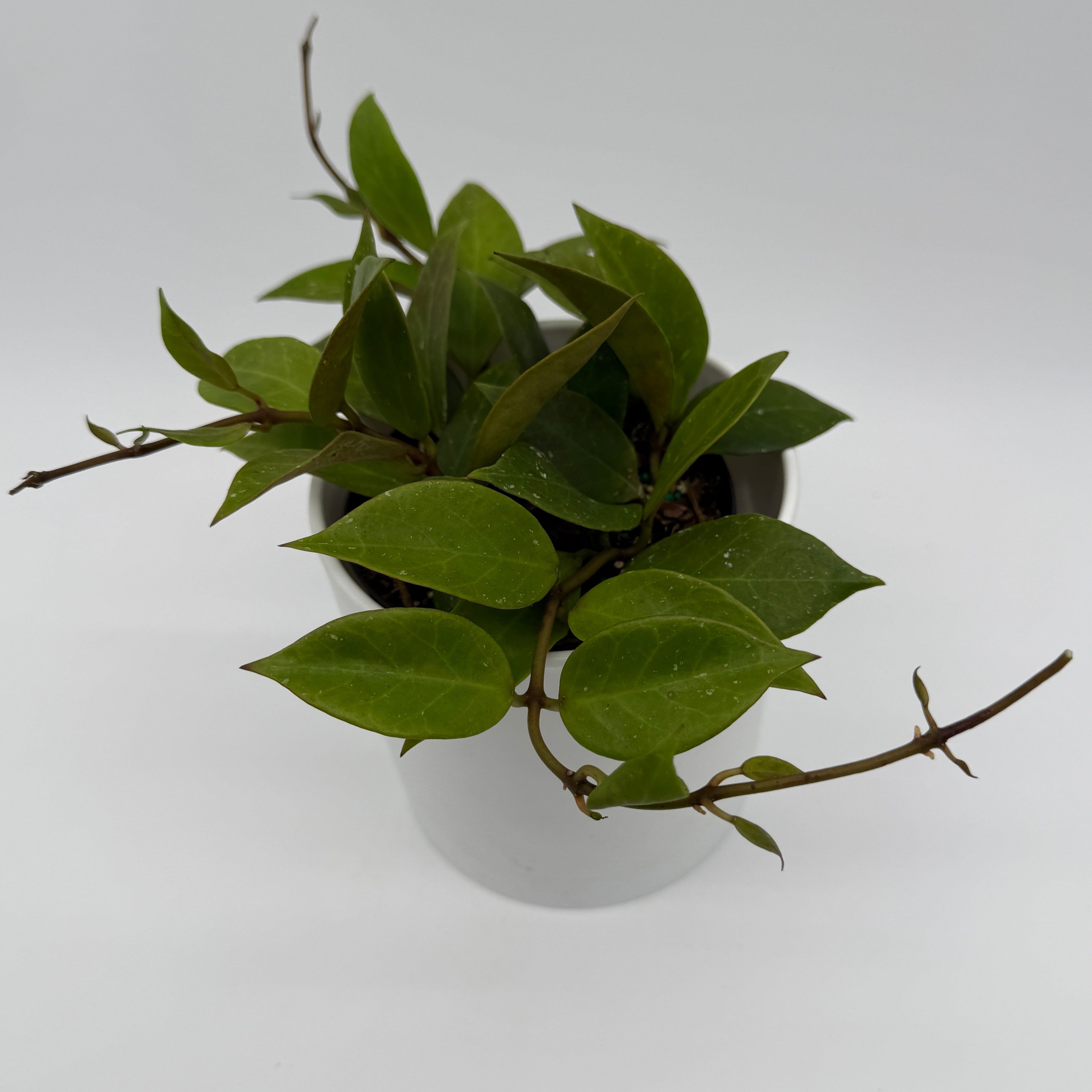 Hoya Mystery Bundle Box - 3 Hoya Plants