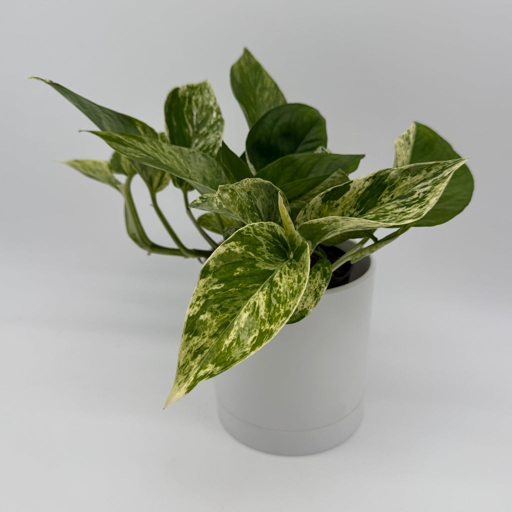 Pothos Mystery Bundle Box - 3 Pothos Plants