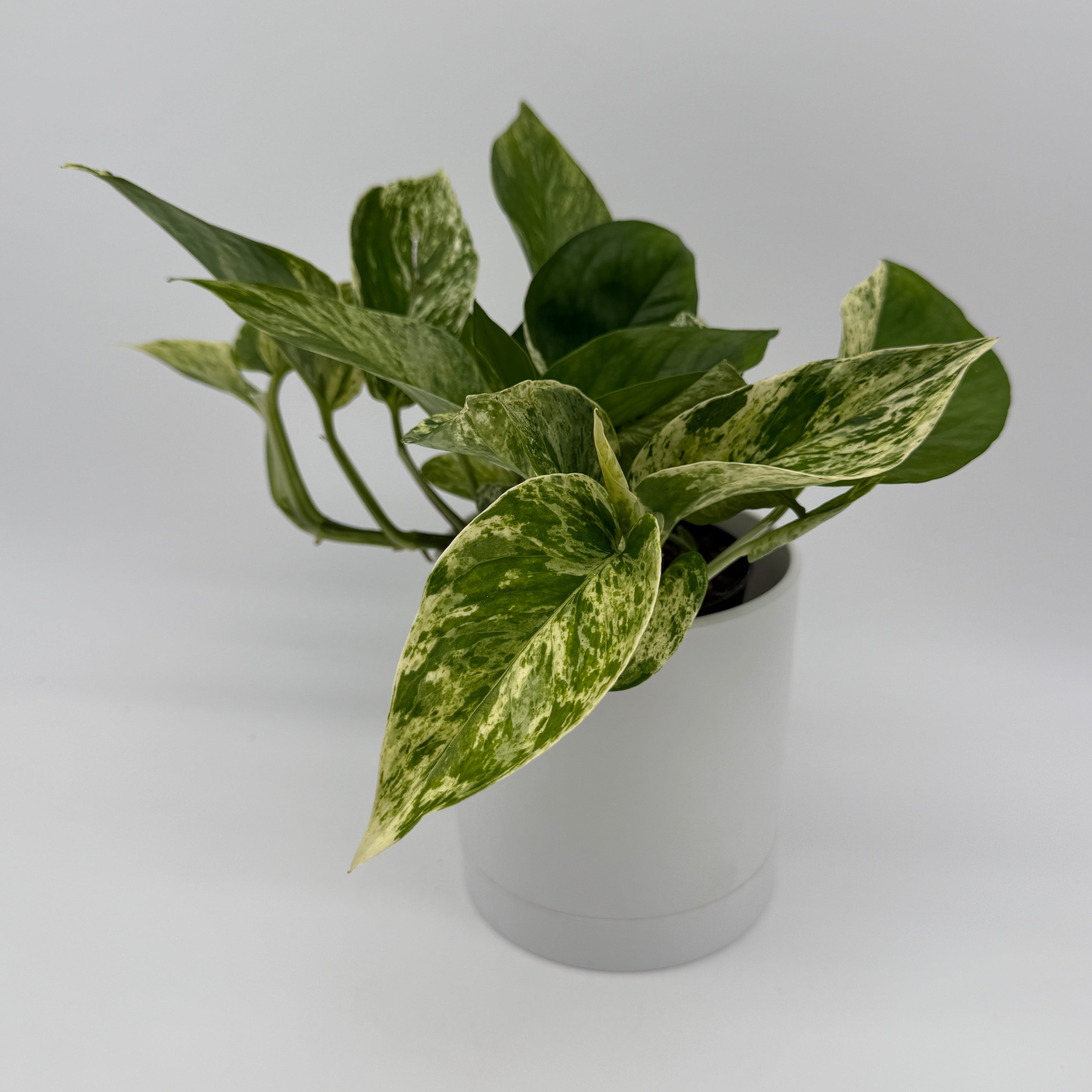 Pothos Mystery Bundle Box - 3 Pothos Plants