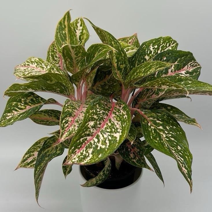 Aglaonema 'Chanel'