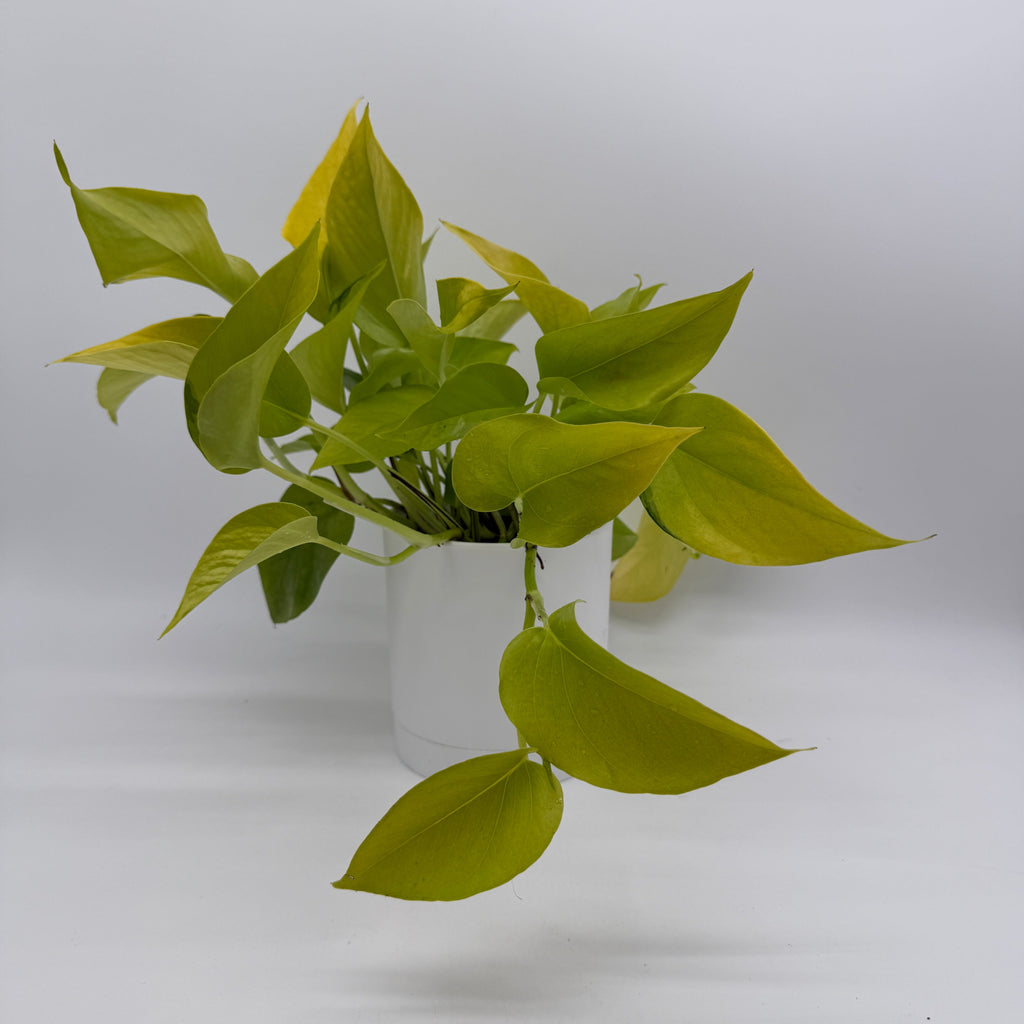 Pothos Neon