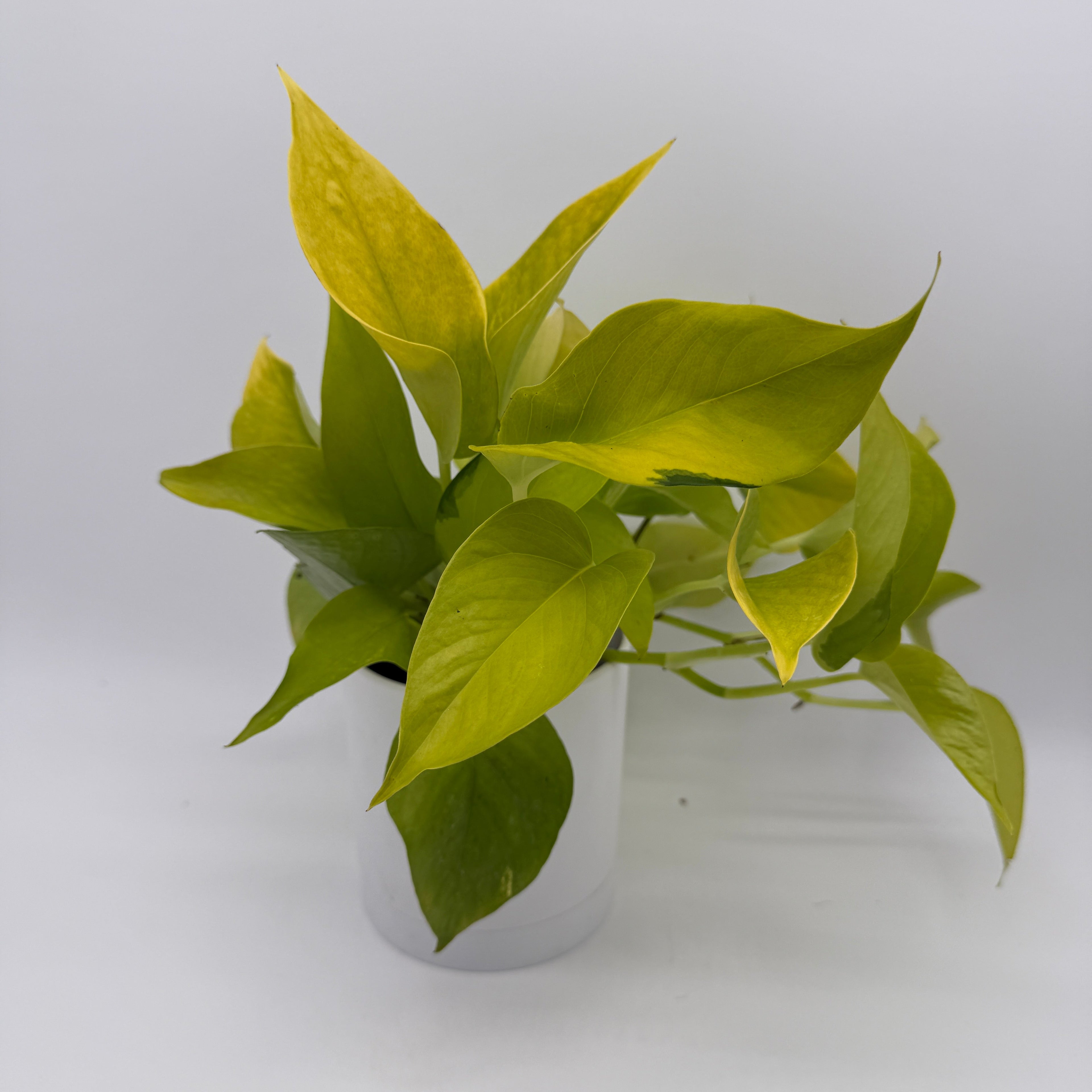 Pothos Neon