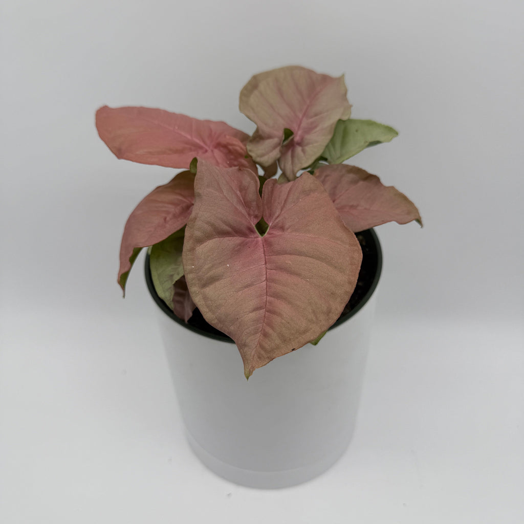 Syngonium Neon Pink