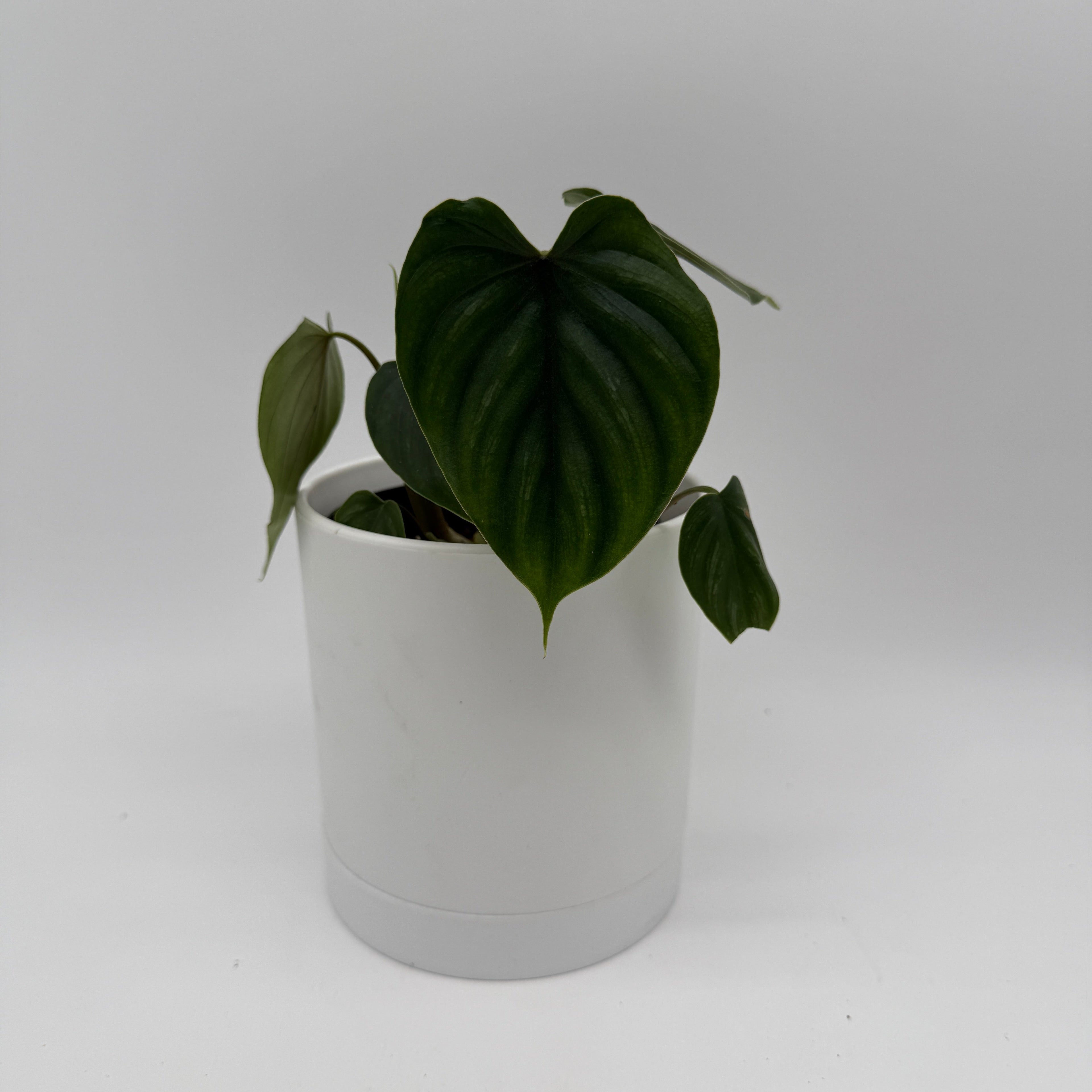 Philodendron Plowmanii