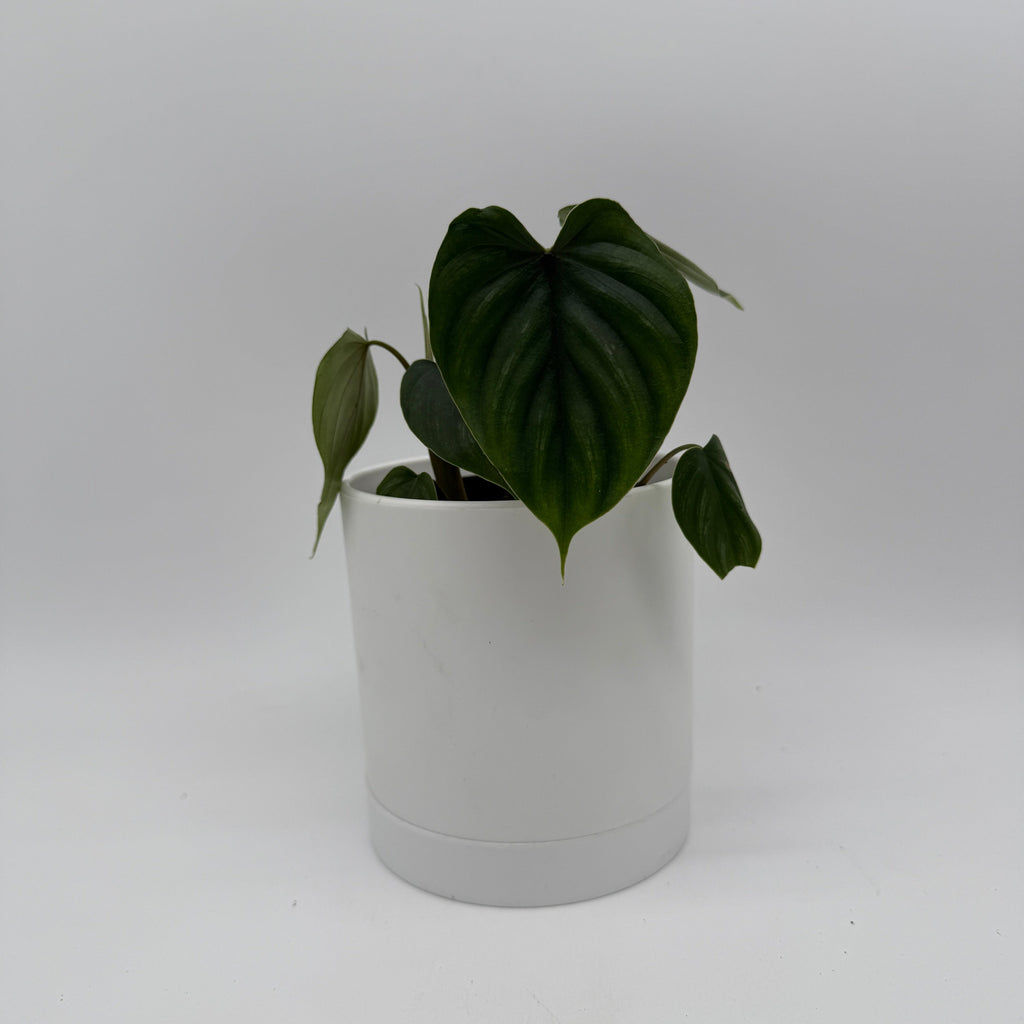 Philodendron Plowmanii