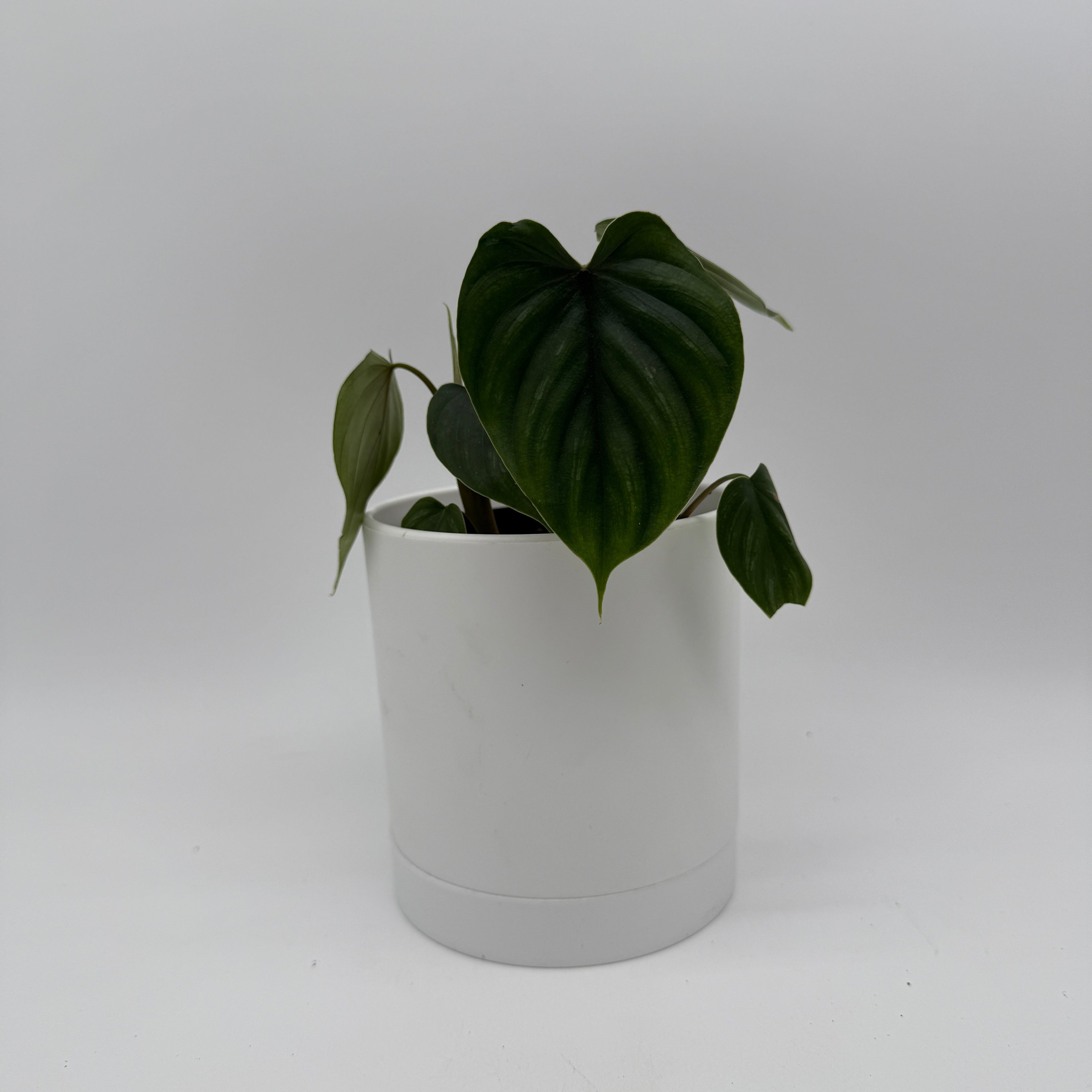 Philodendron Plowmanii