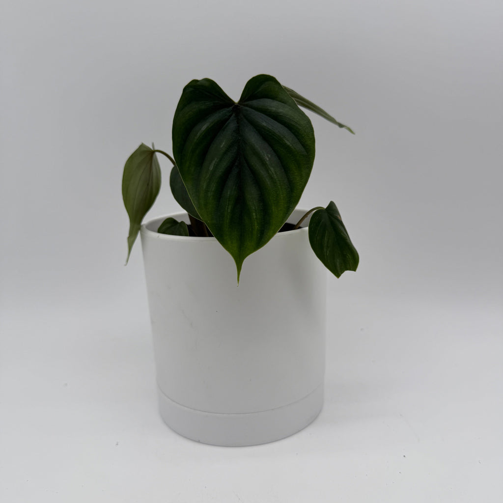Philodendron Plowmanii