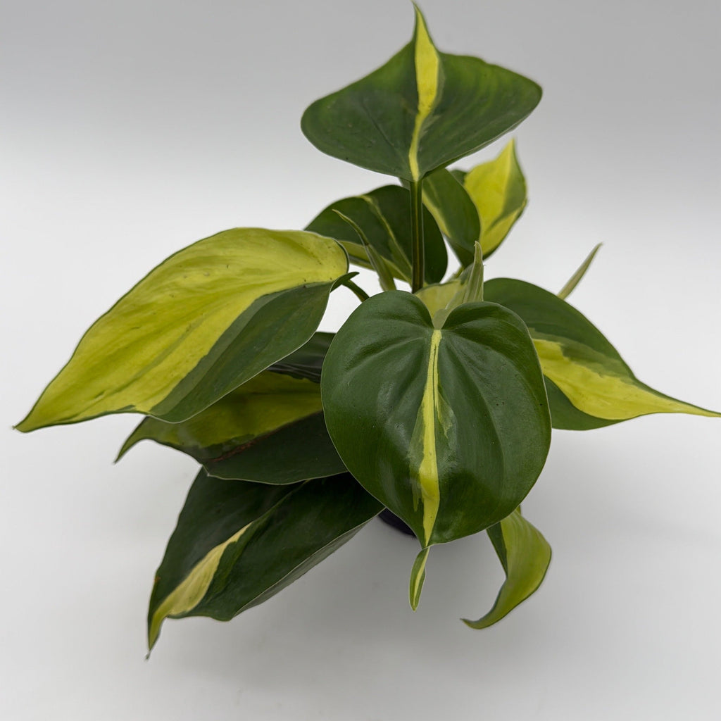 Philodendron Brazil