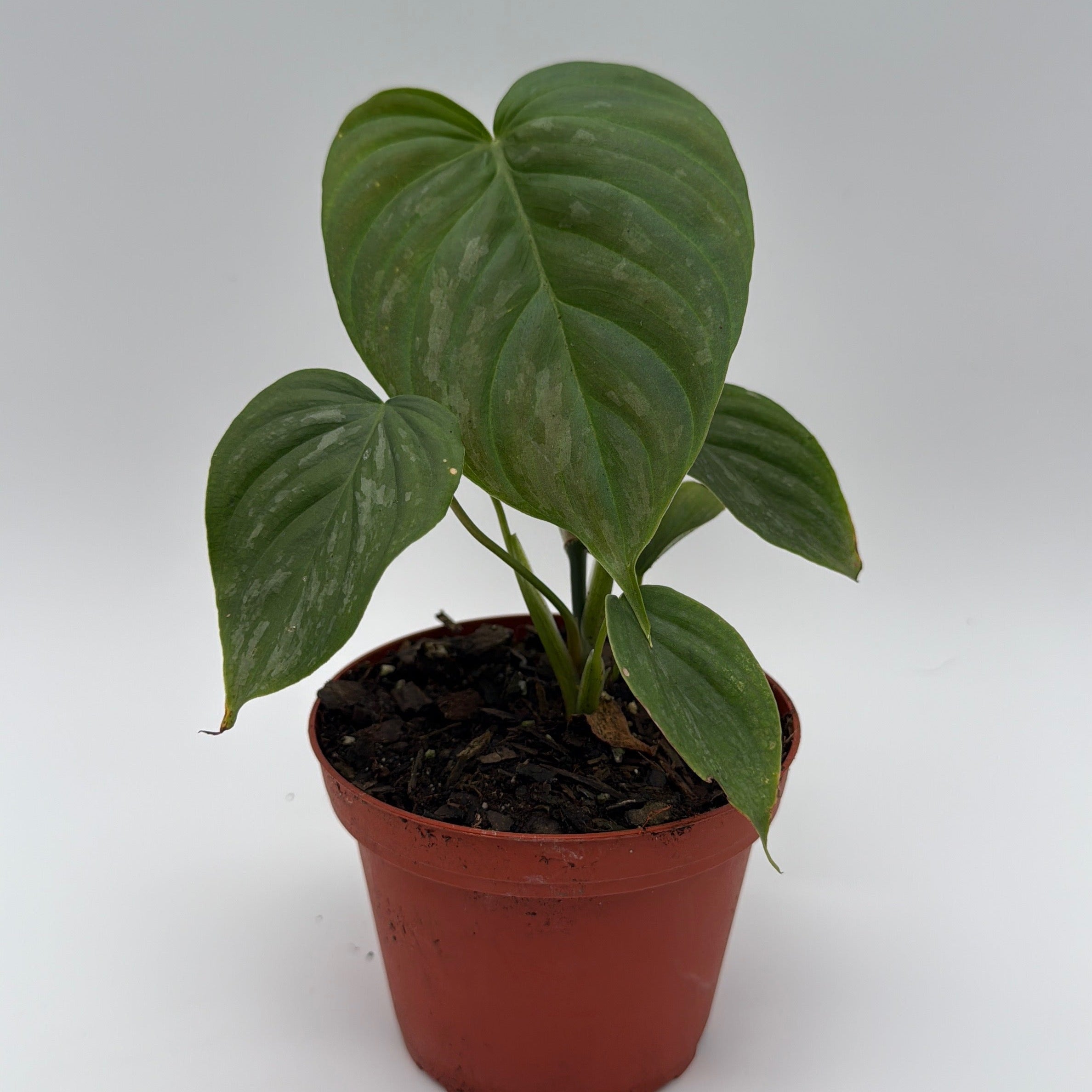 Philodendron Majestic