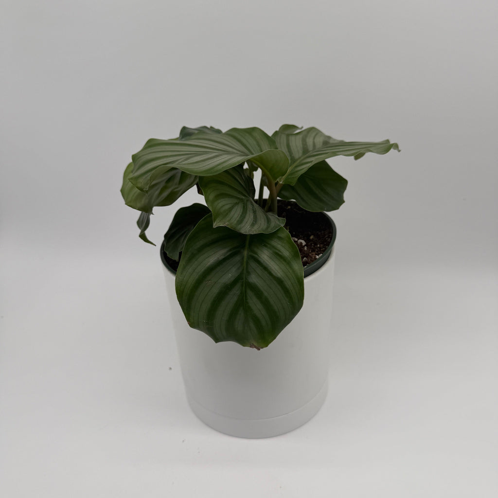 Calathea Orbifolia