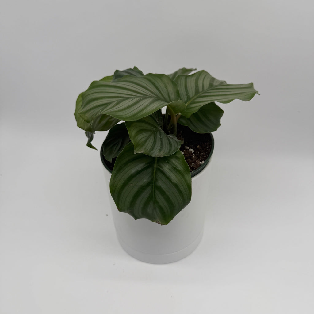 Calathea Orbifolia