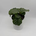 Calathea Orbifolia