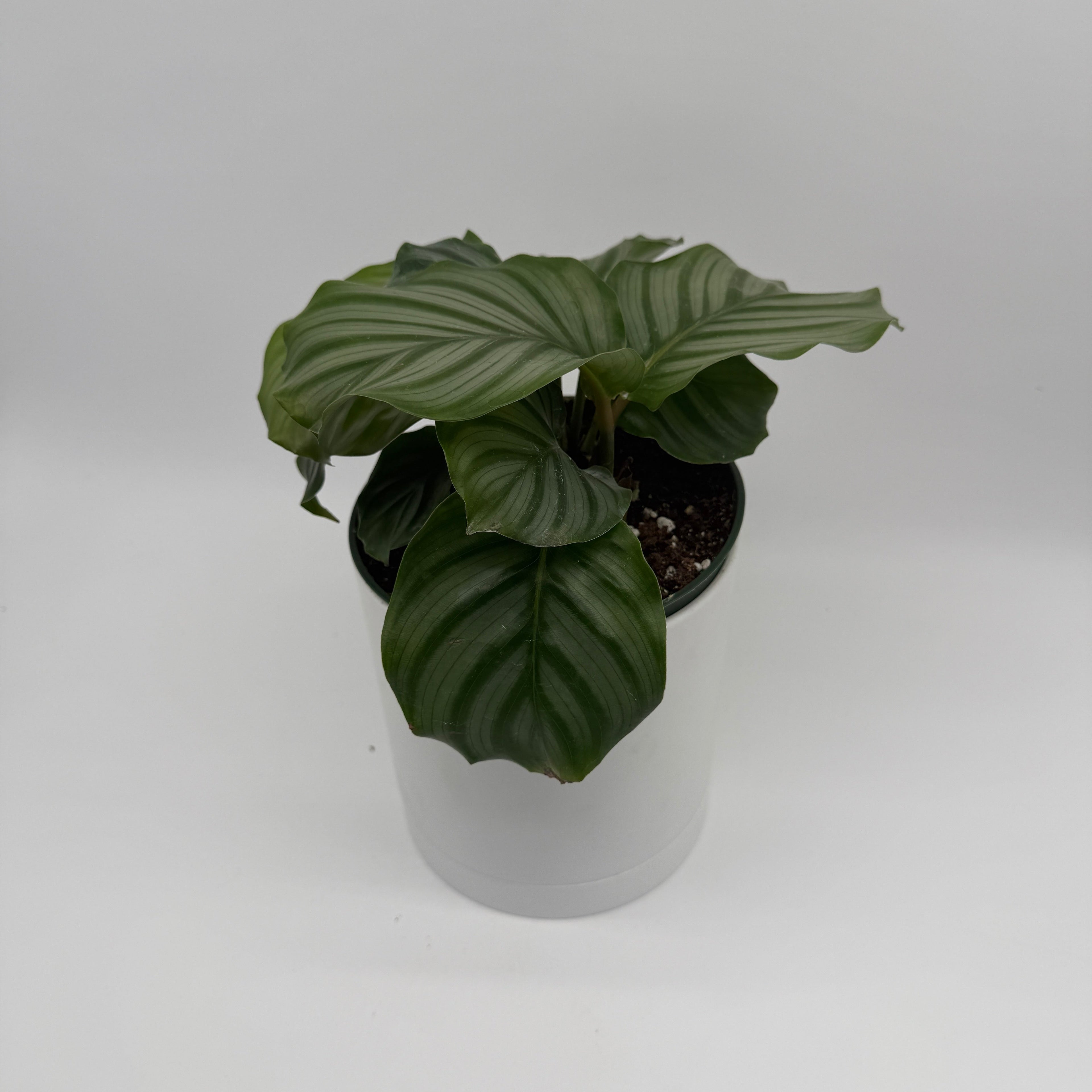 Calathea Orbifolia