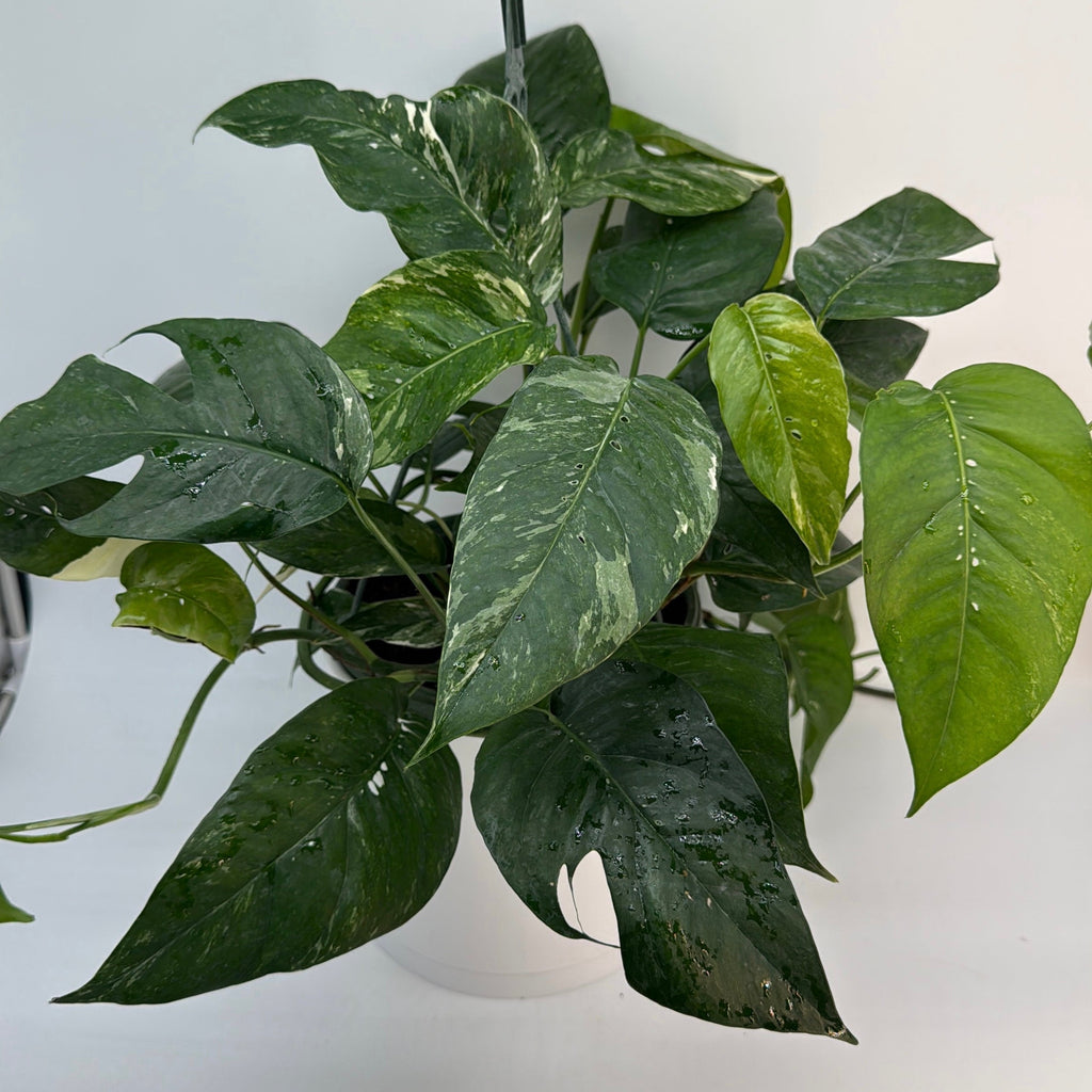 Epipremnum Pinnatum Albo Flame