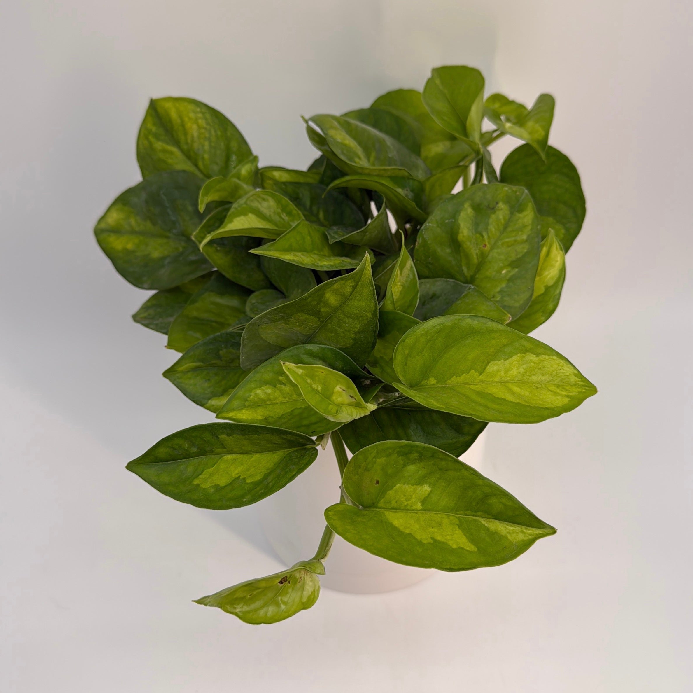 Pothos Lizard Queen