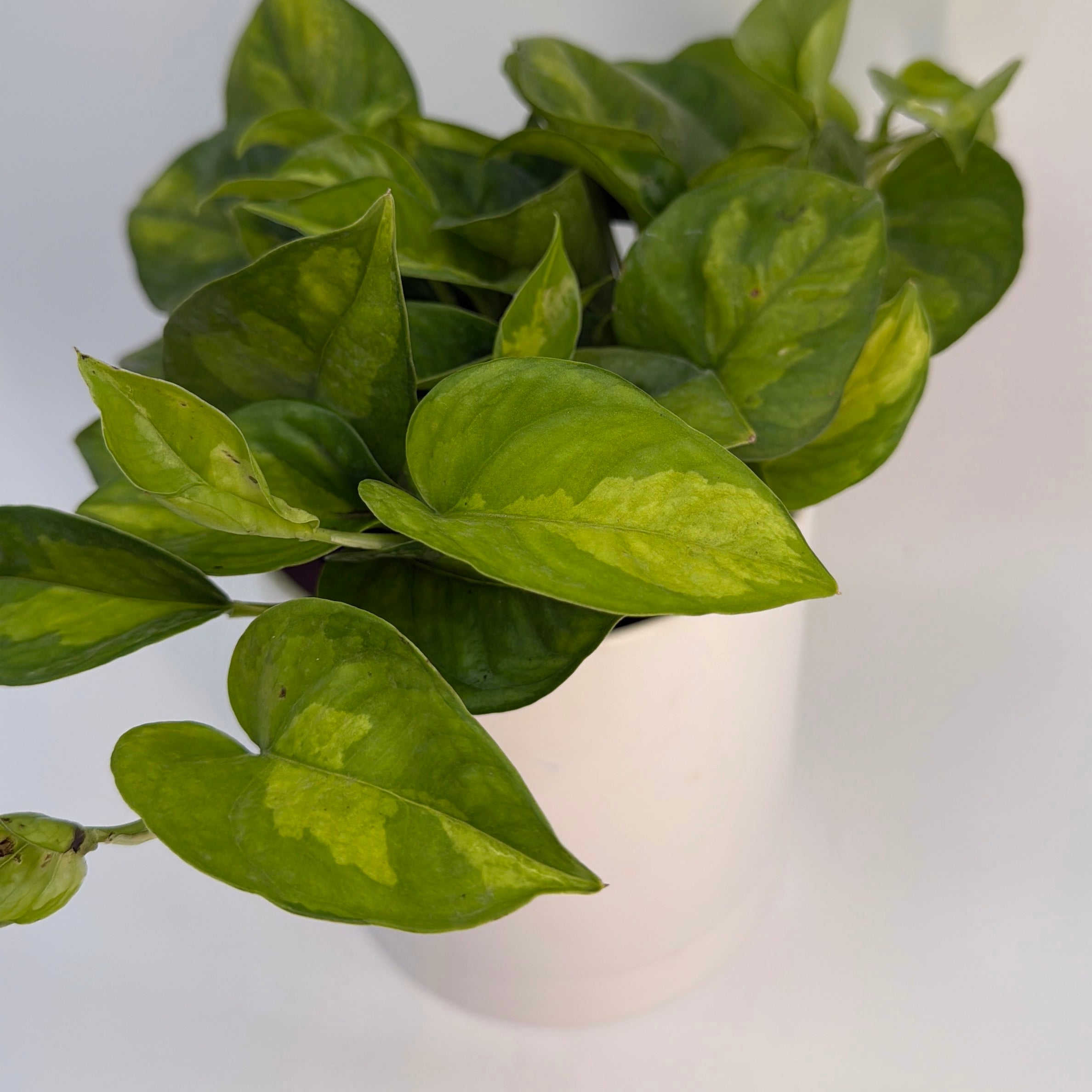 Pothos Lizard Queen