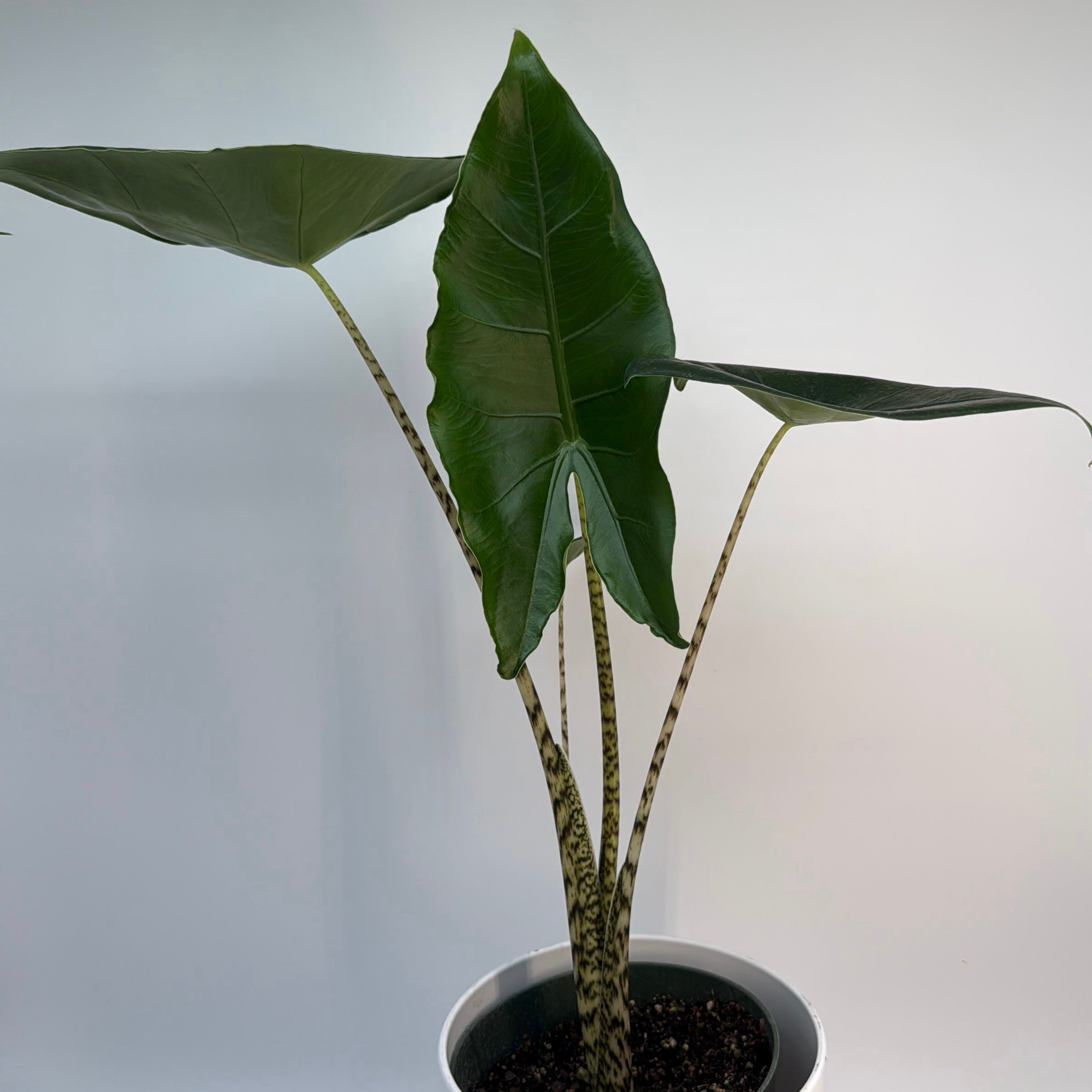 Alocasia Zebrina Reticulata