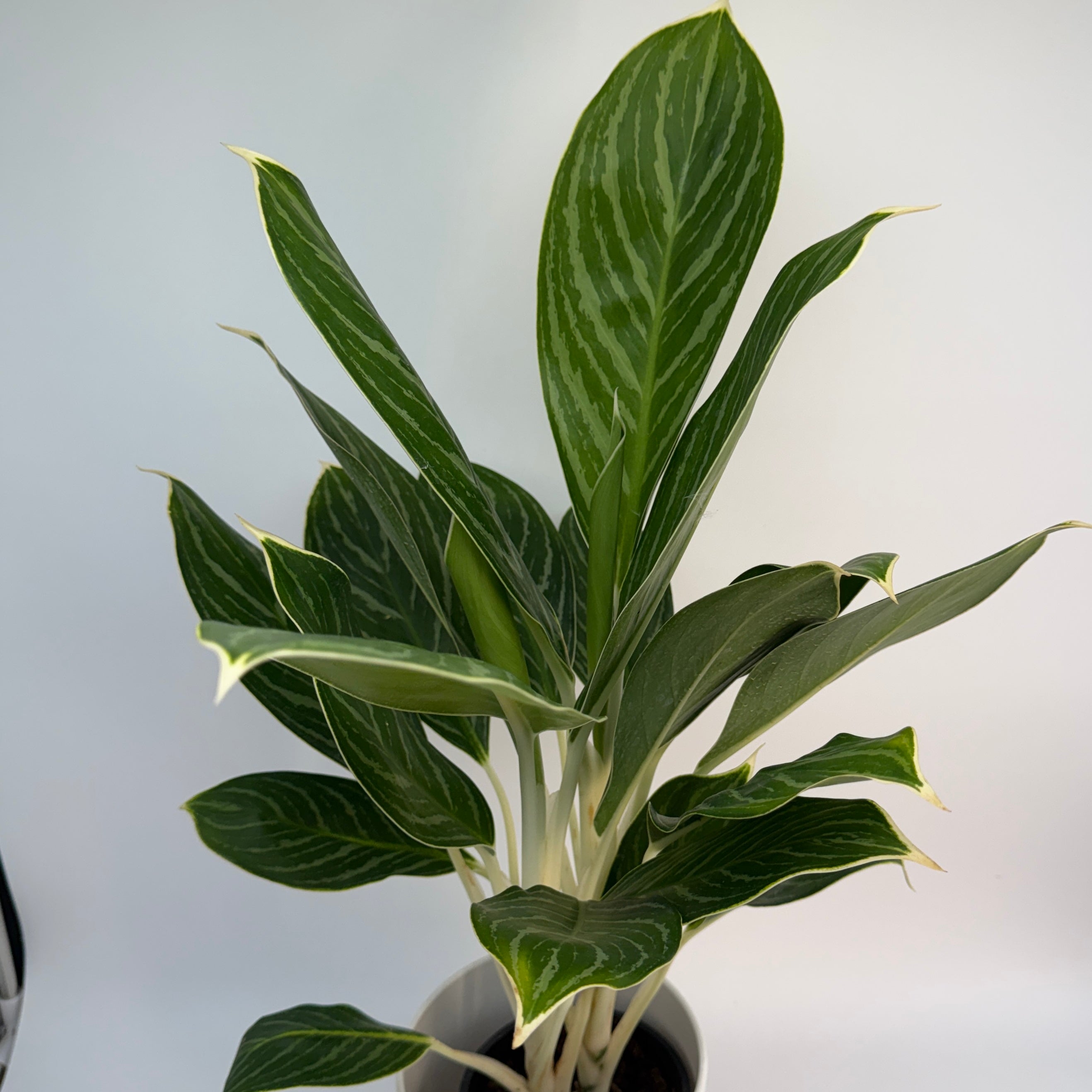 Aglaonema Night Sparkle