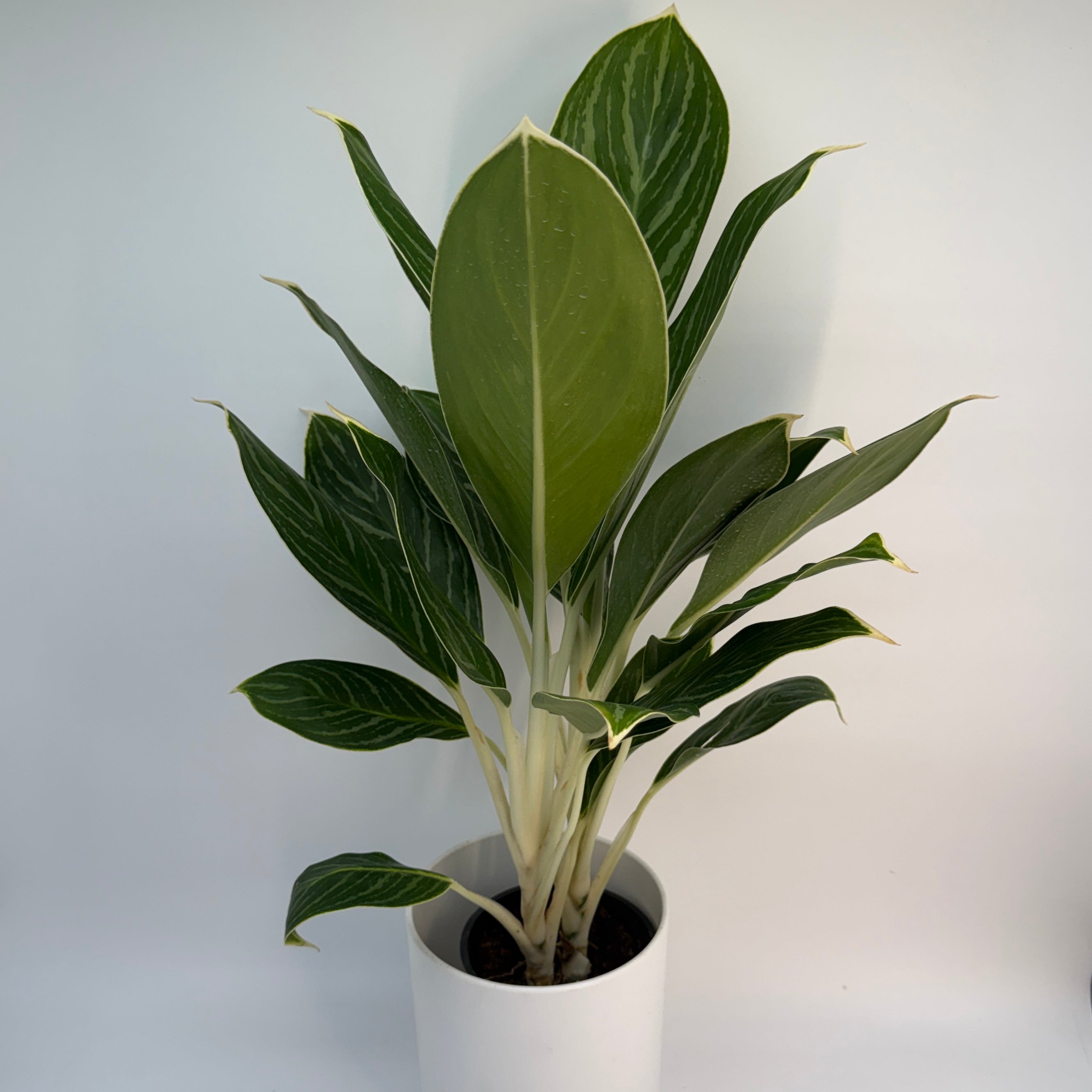Aglaonema Night Sparkle