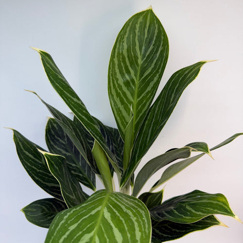 Aglaonema Night Sparkle