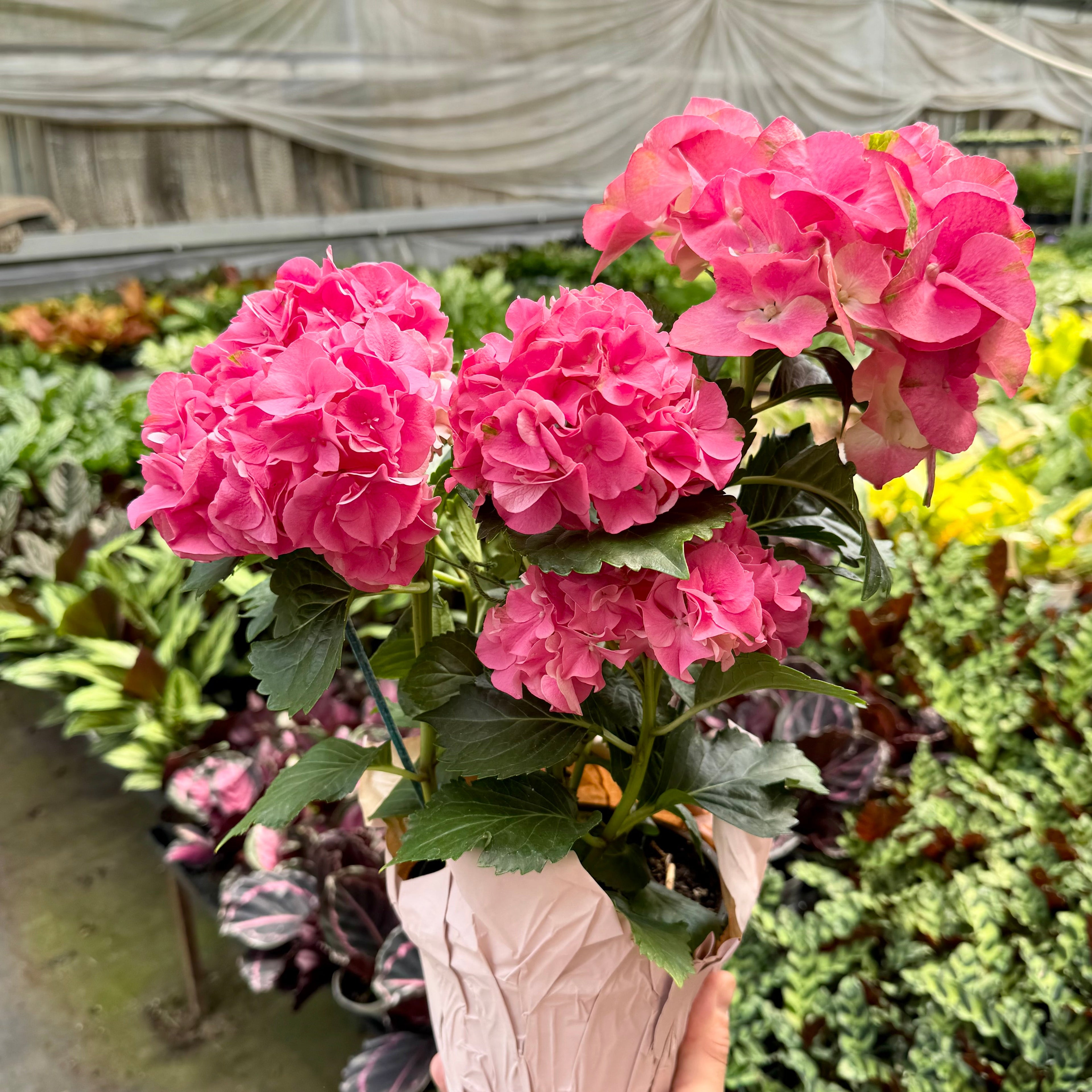 Pink Hydrangea