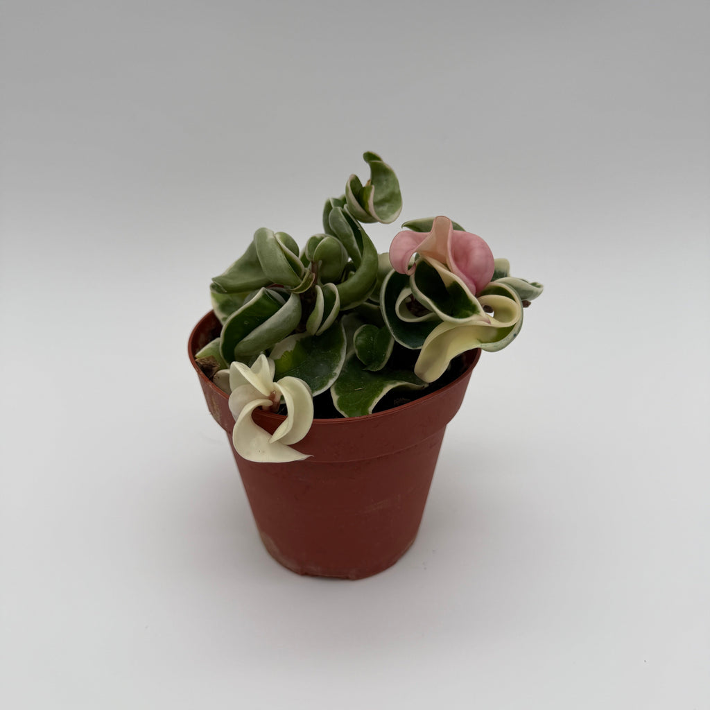 Variegated Hoya Compacta