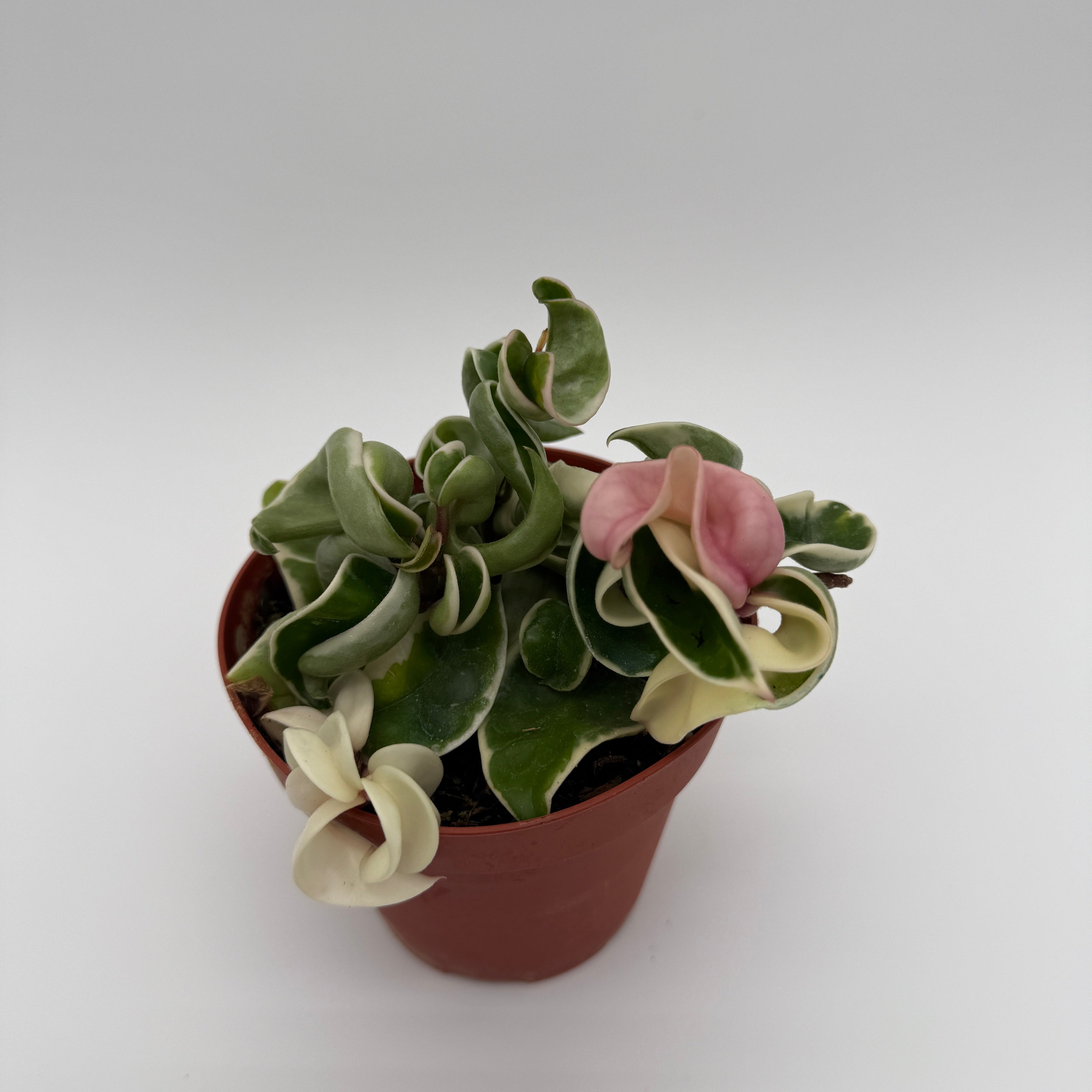 Variegated Hoya Compacta
