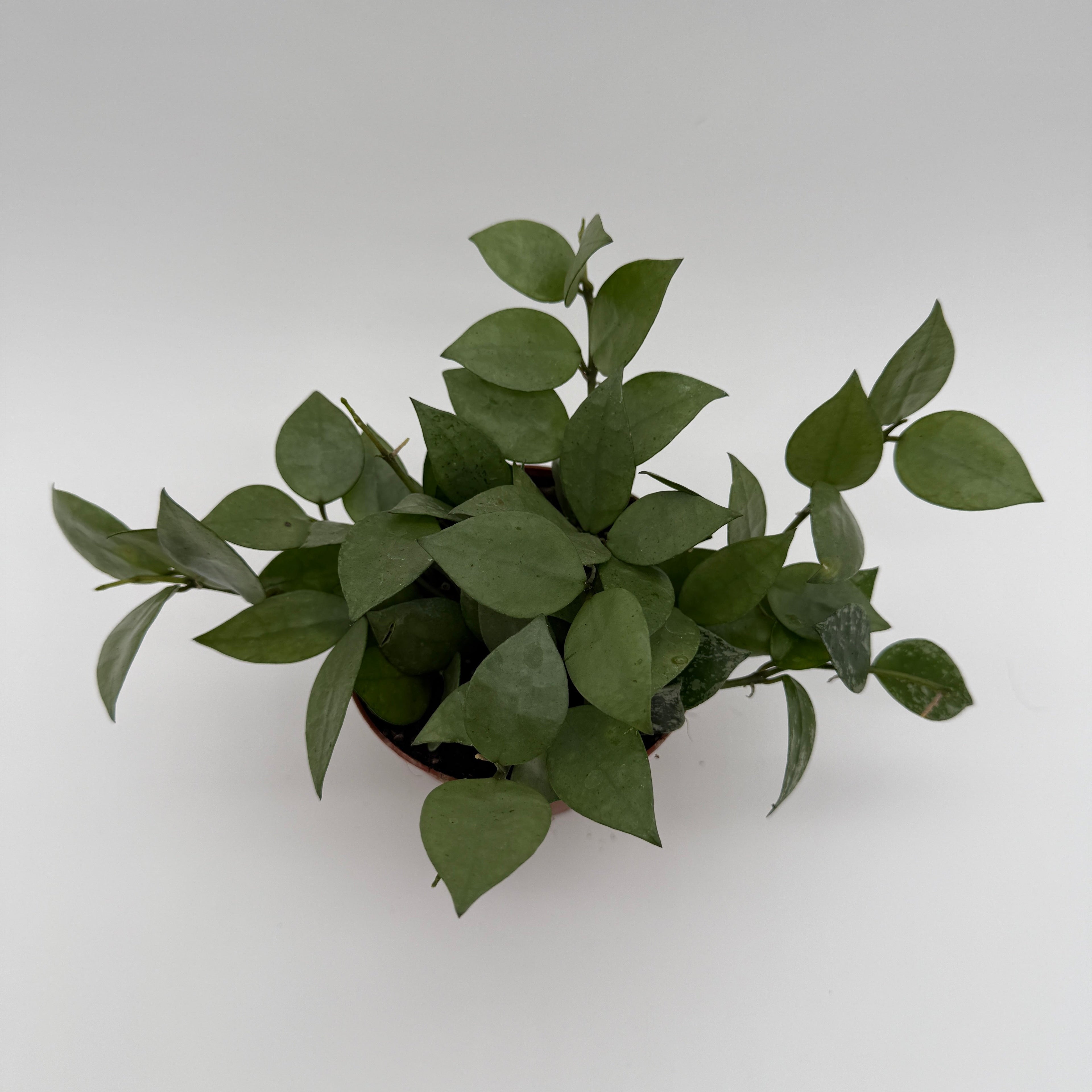 Hoya Krohniana Silver Eskimo