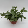 Hoya Krohniana Silver Eskimo