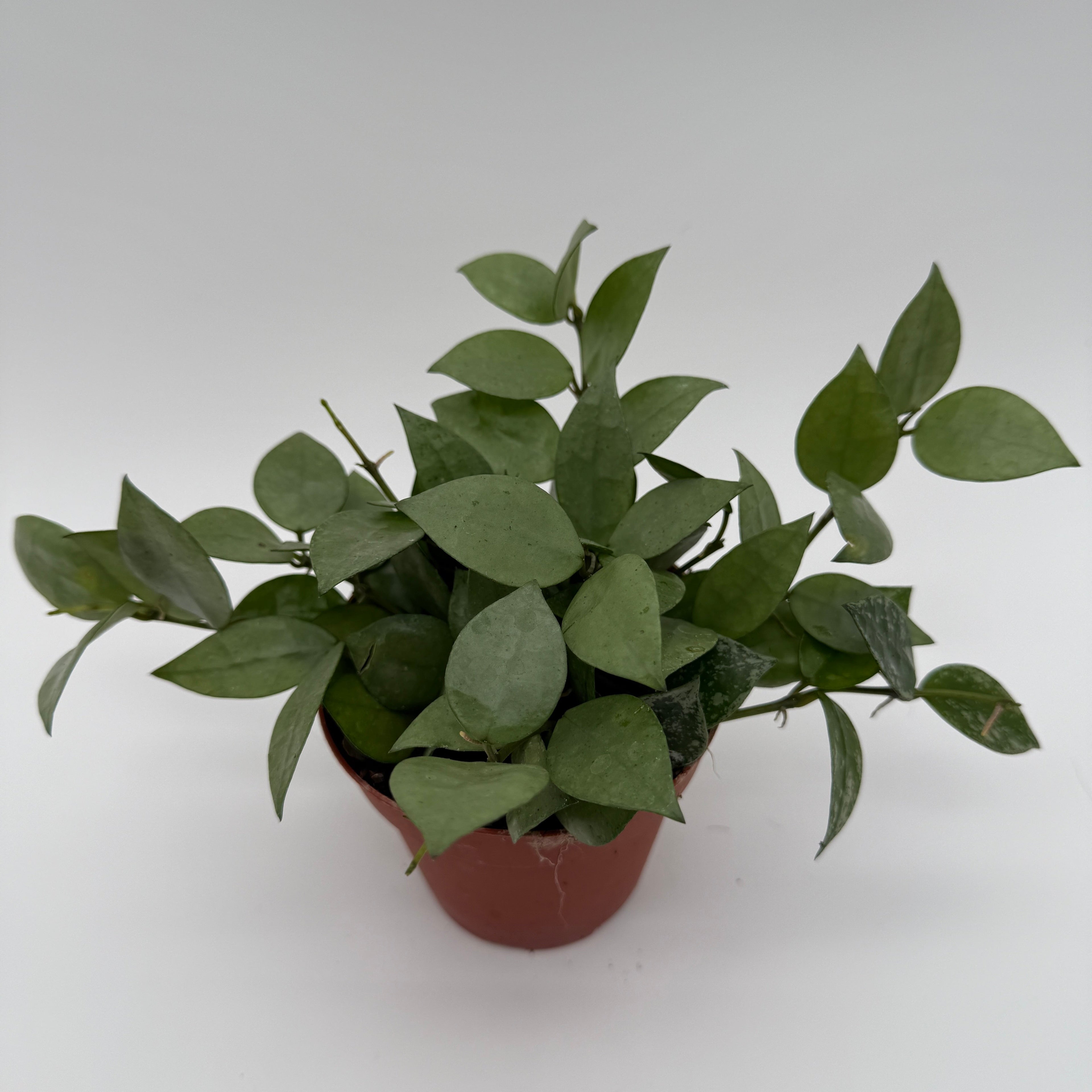 Hoya Krohniana Silver Eskimo