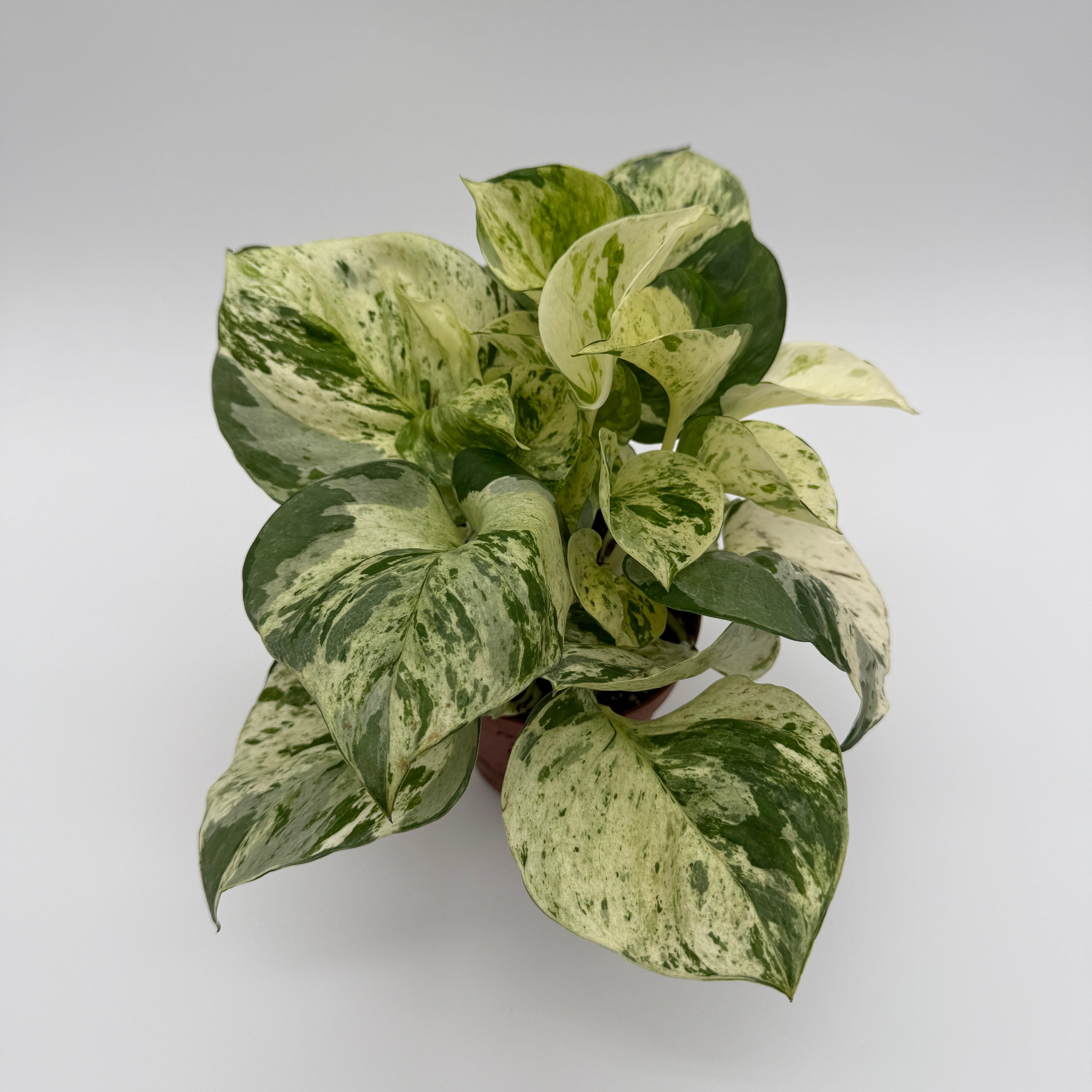 Pothos Manjula