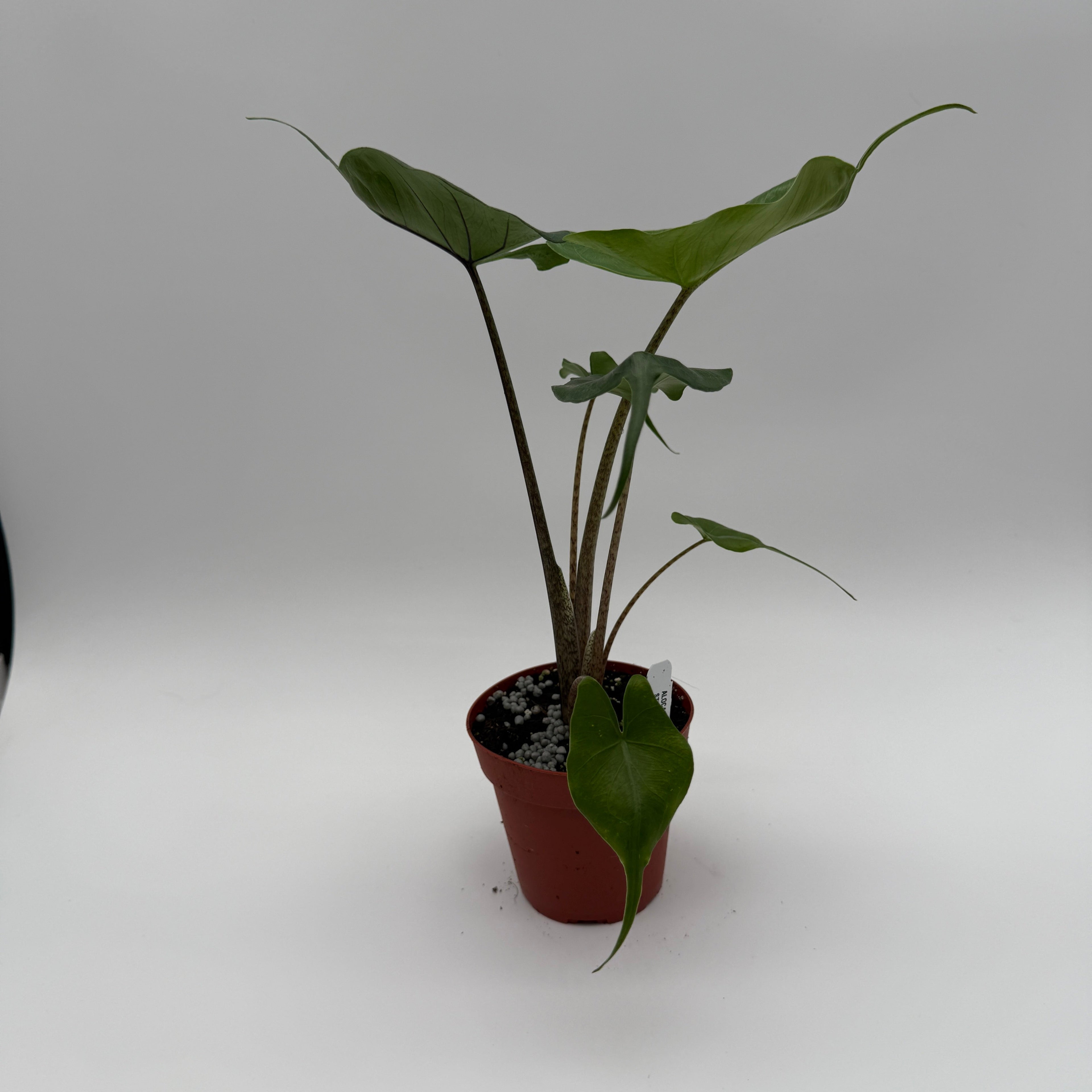 Alocasia Stingray