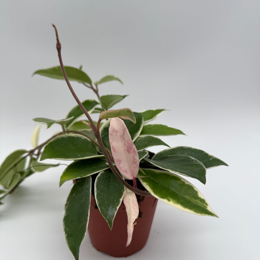 Hoya Krimson Queen