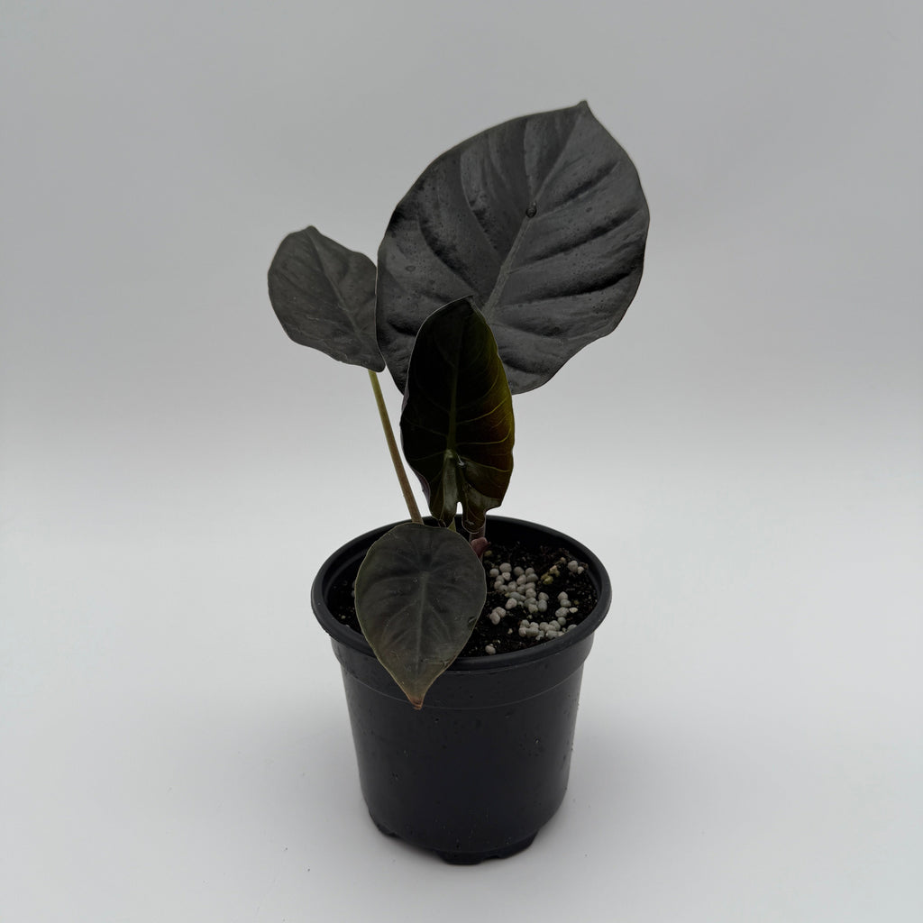 Alocasia Infernalis Kaput