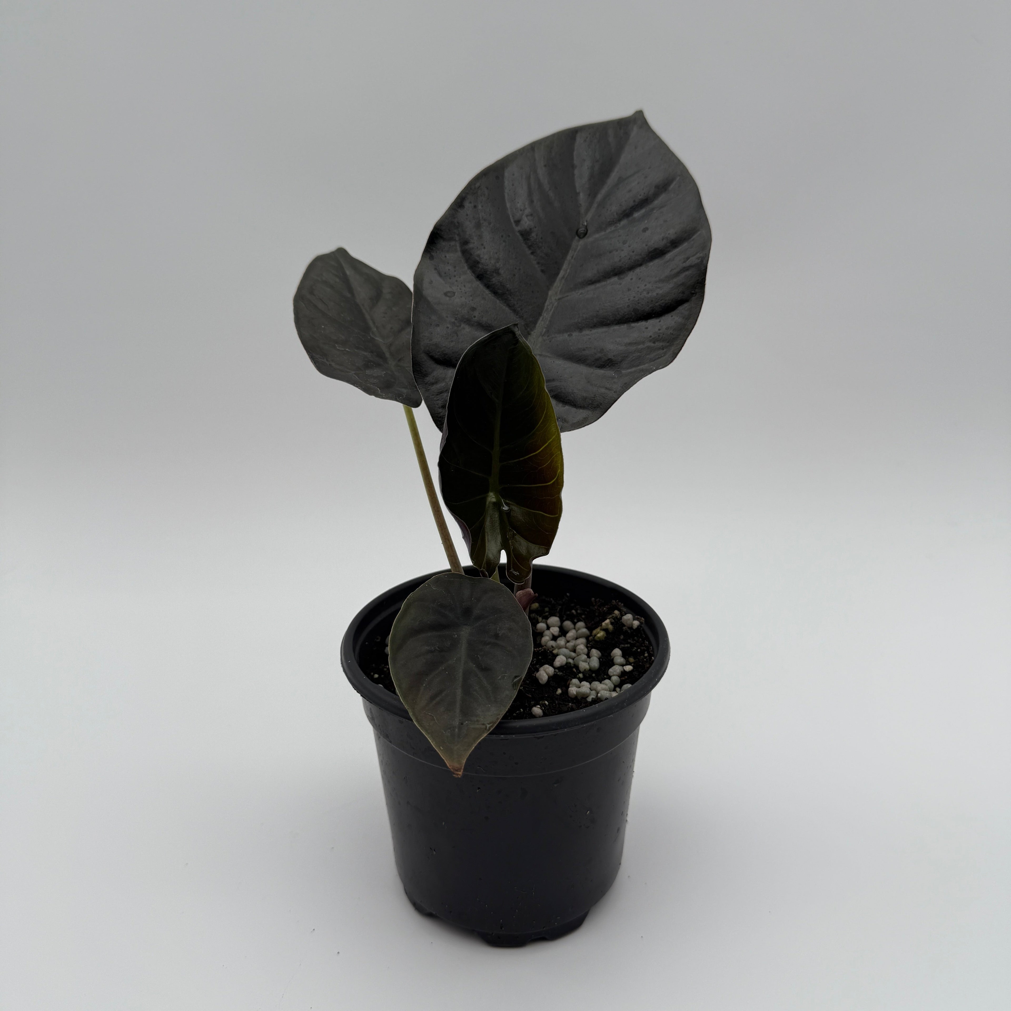 Alocasia Infernalis Kaput